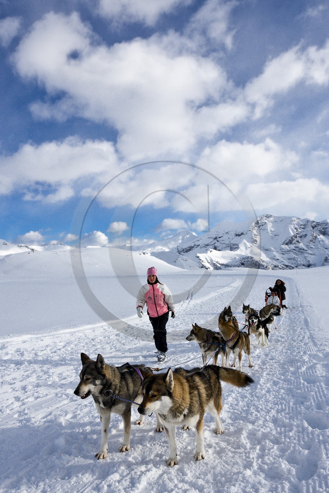 Chiens d'attelage