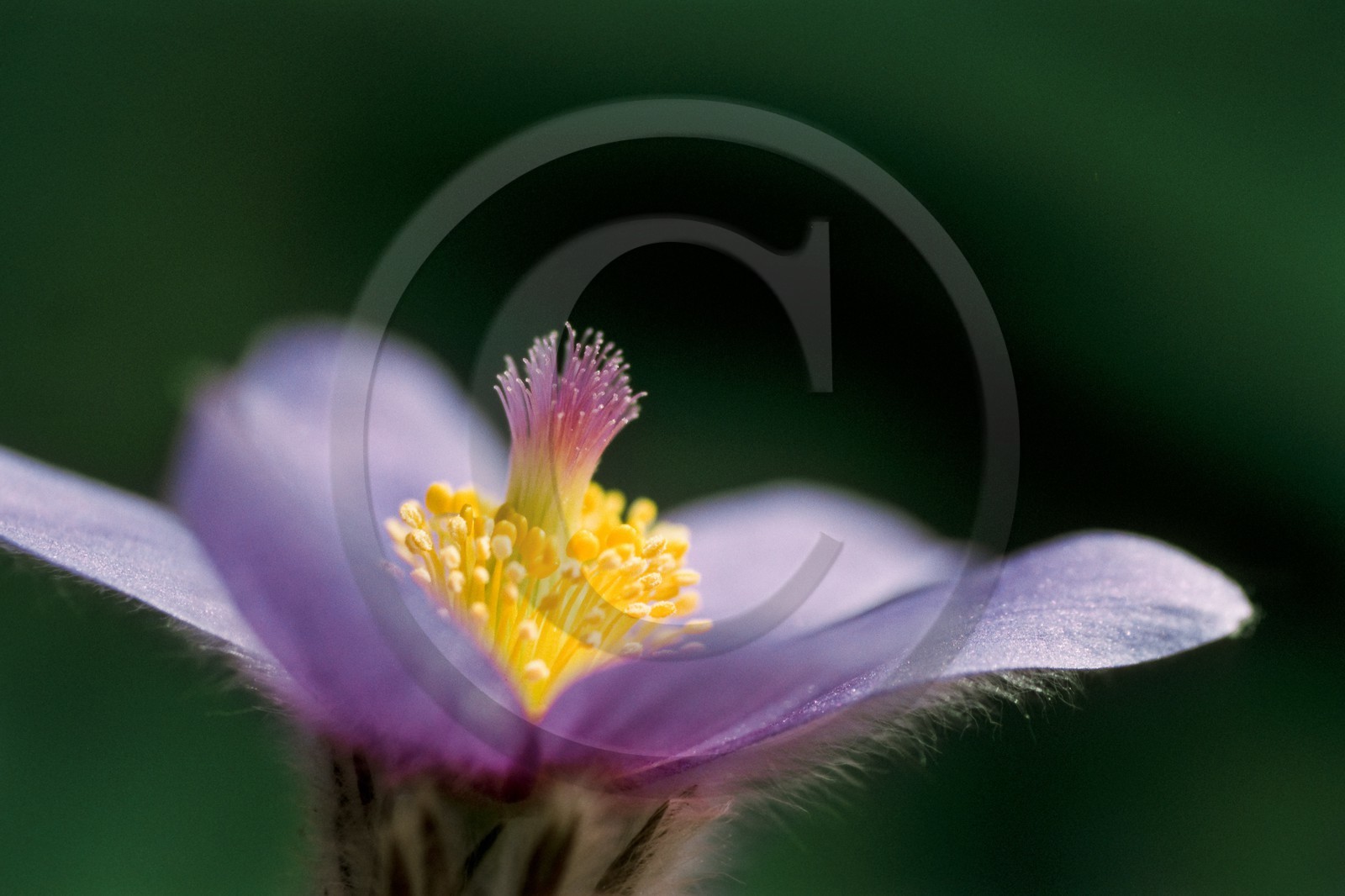 Pulsatille de Haller, Pulsatilla halleri