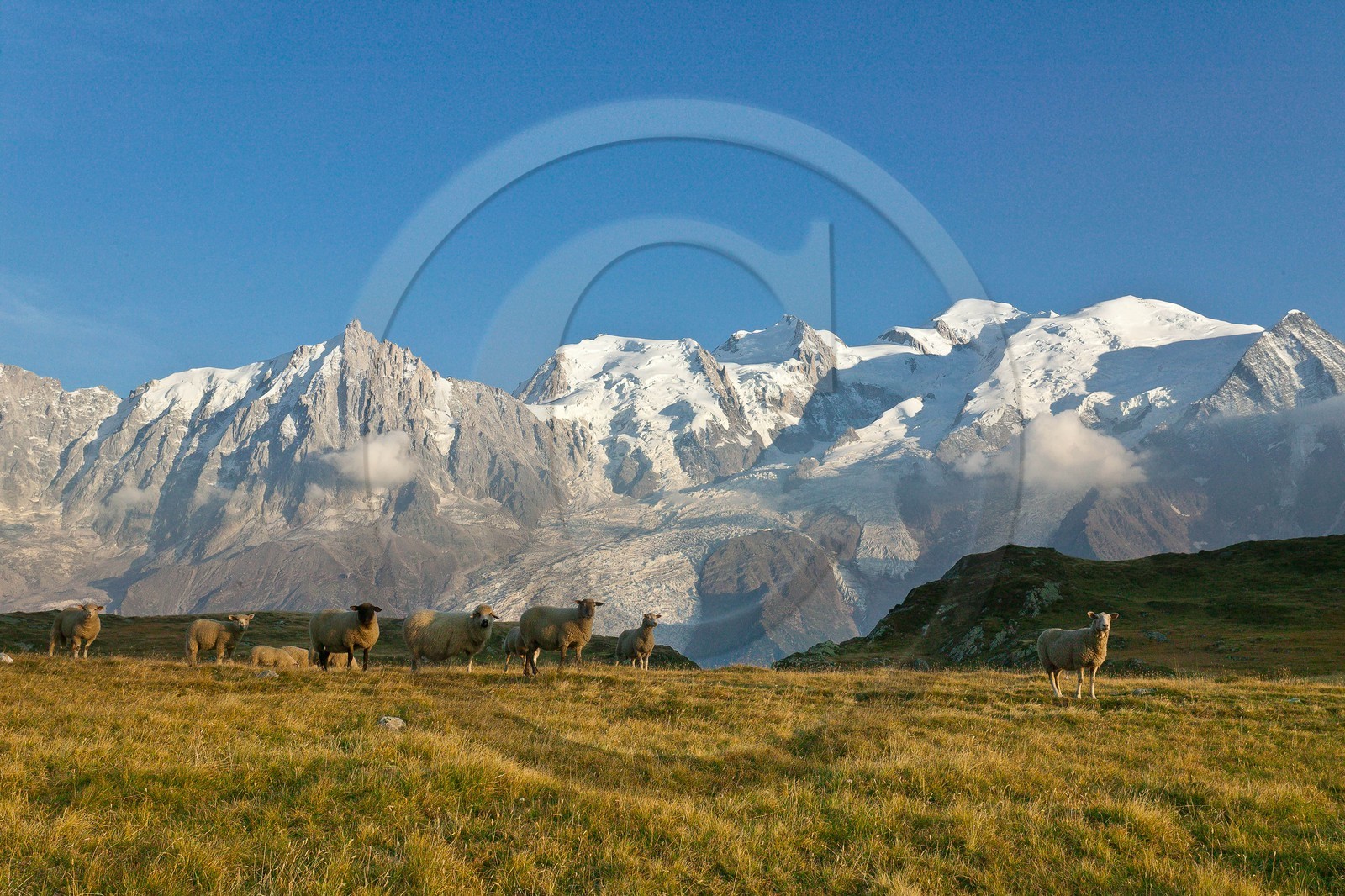 Réserve naturelle de Carlaveyron, troupeau de mouton au col de Bellachat et le Mont-Blanc