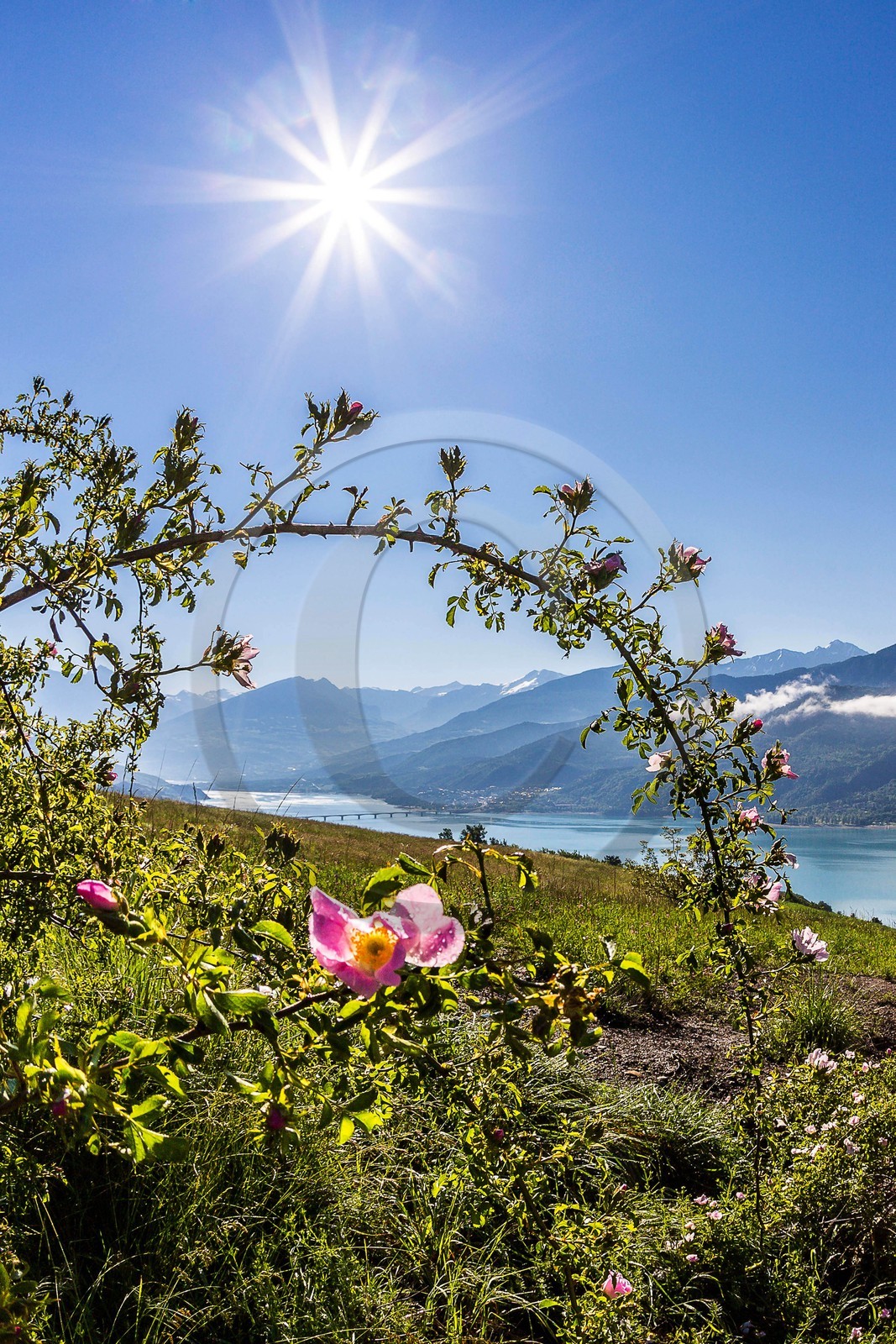 Lac de Serre-Ponçon, rosiers, églantiers et le Pic de Morgon Lac de Serre-Ponçon, rosiers, églantiers et le Pic de Morgon