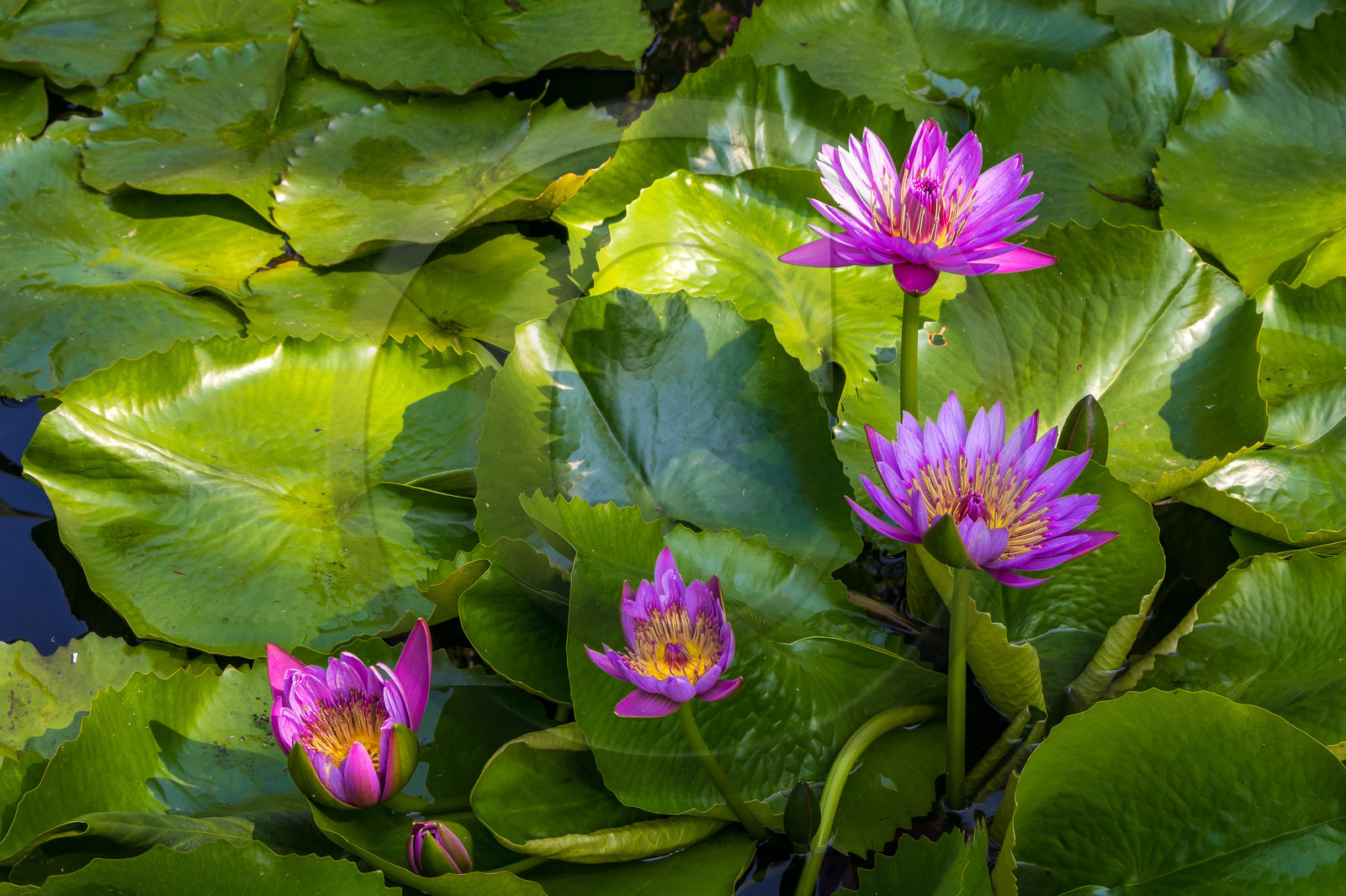 Lac Majeur, Isola Madre Lac Majeur, Isola Madre