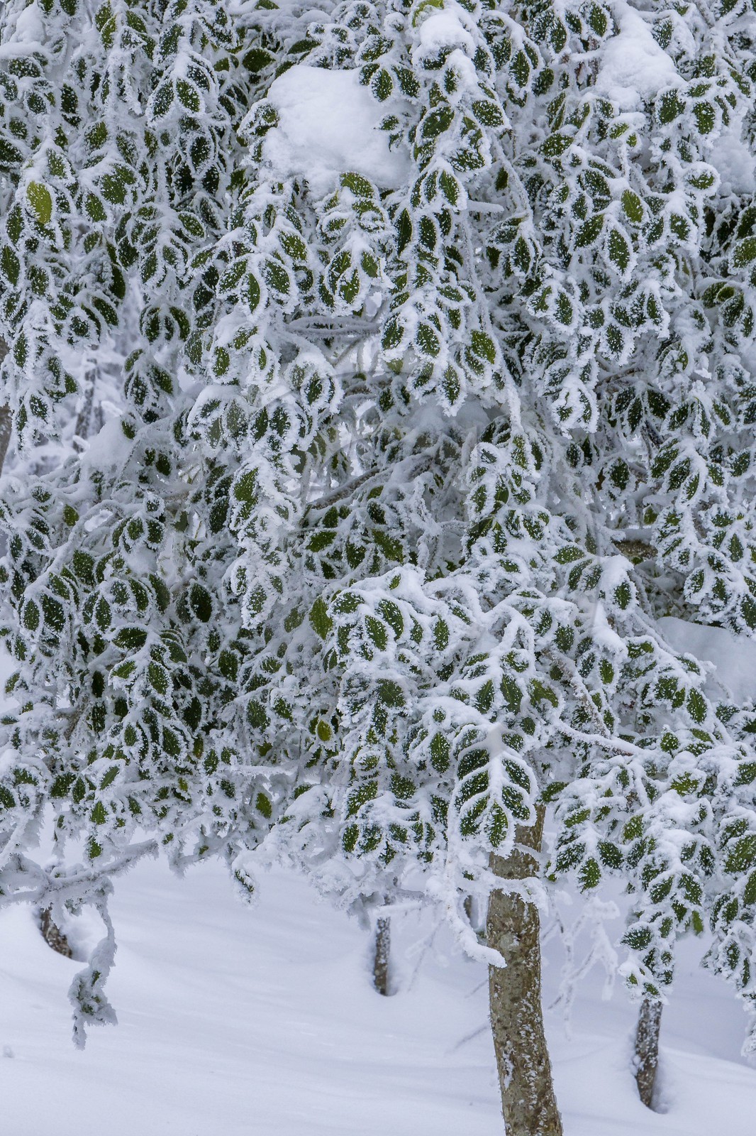 ENS de l'Isère, Les Ecouges ENS de l'Isère, Les Ecouges