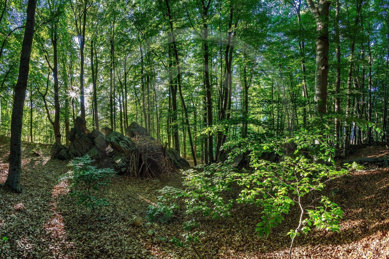 Alpes de Haute-Provence, hêtraie de Pontis