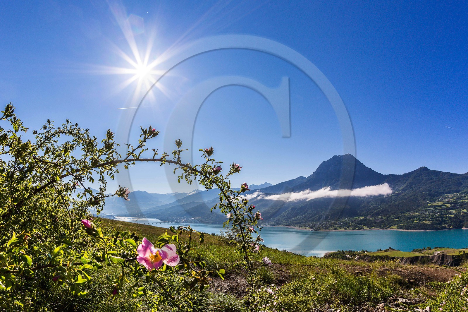 Lac de Serre-Ponçon, rosiers, églantiers et le Pic de Morgon Lac de Serre-Ponçon, rosiers, églantiers et le Pic de Morgon
