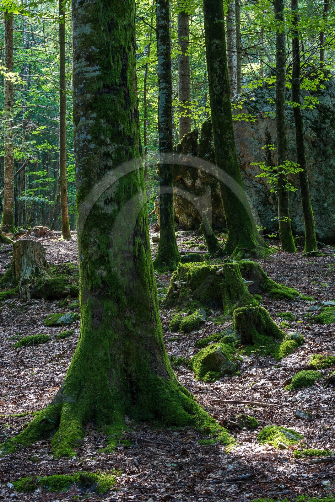 ENS de l'Isère,Tourbières du Peuil ENS de l'Isère,Tourbières du Peuil