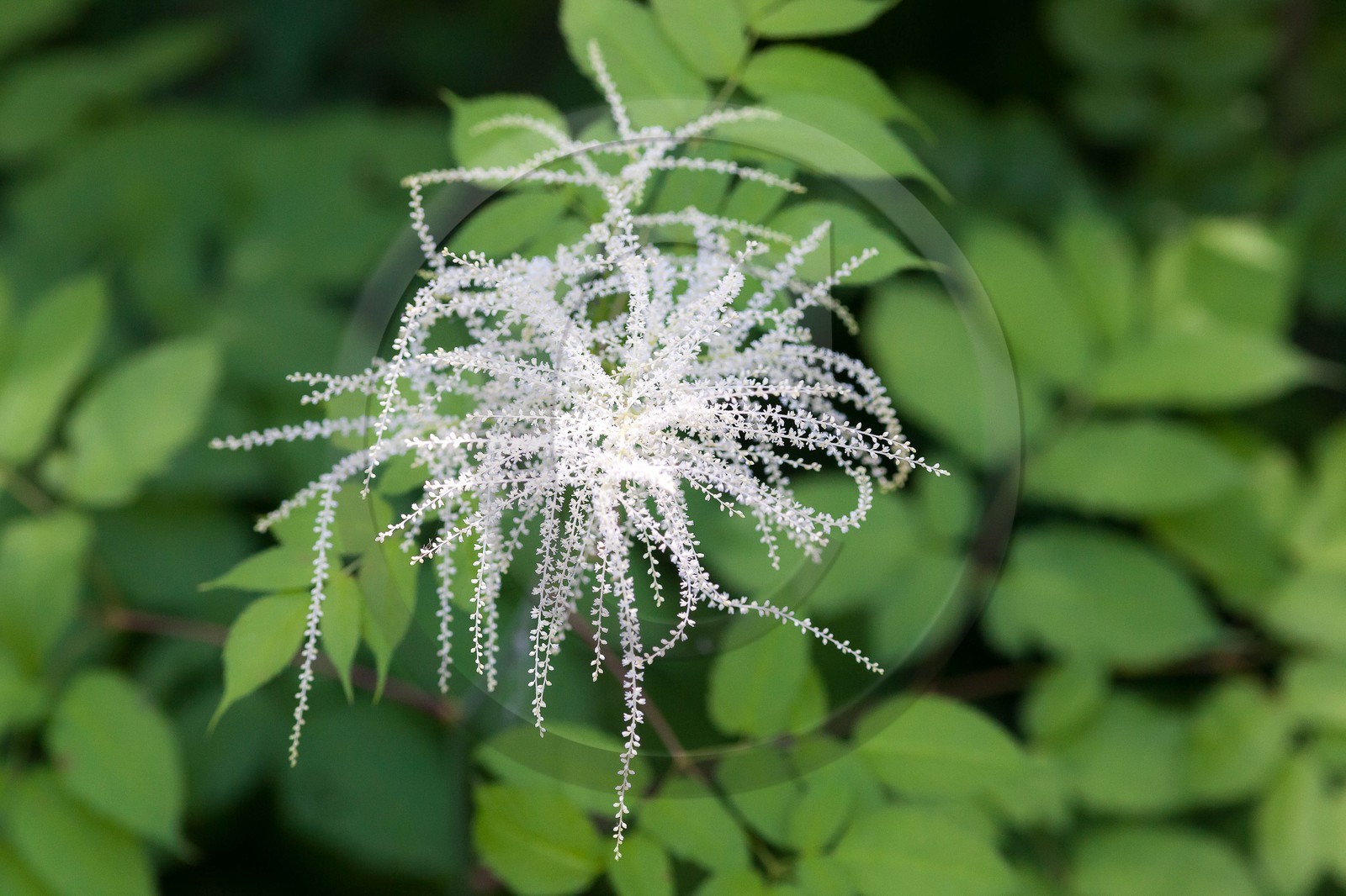 Barbe de bouc, Aruncus dioicus