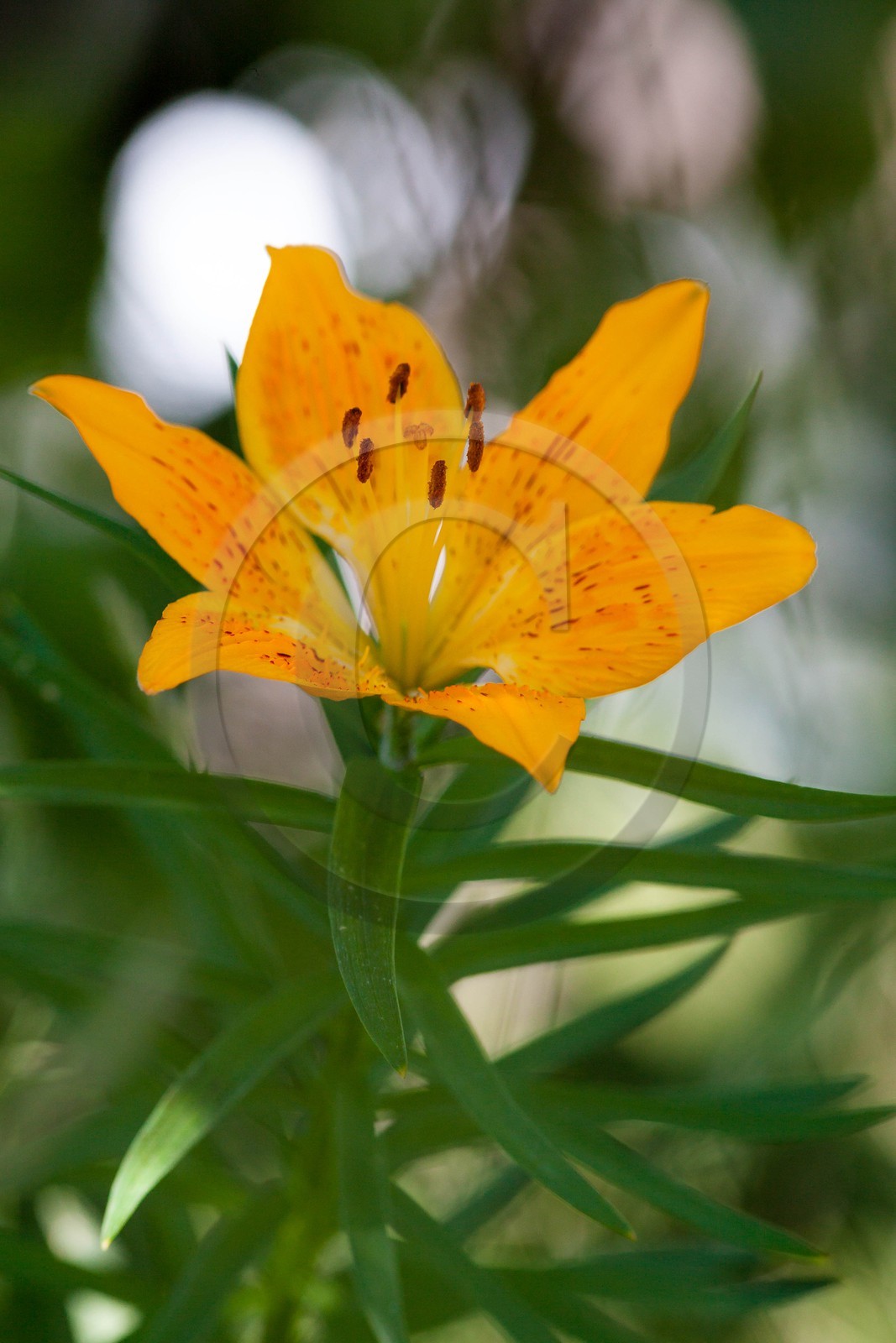 Lis orangé, Lilium bulbiferum subsp. croceum