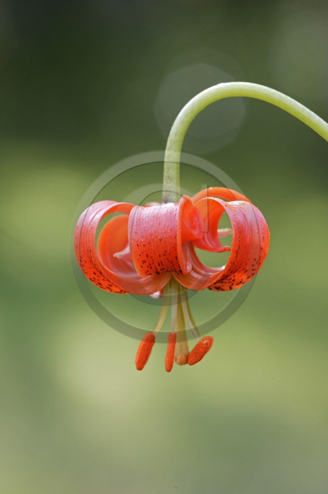 Lis pompon, Lilium pomponium