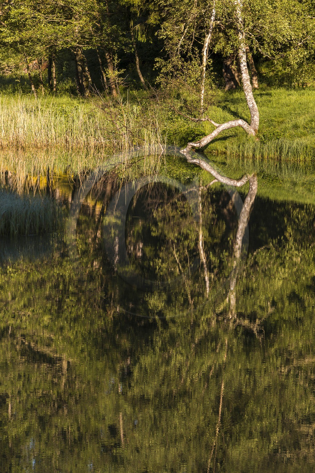 ENS de l'Isère, Marais des Seiglières