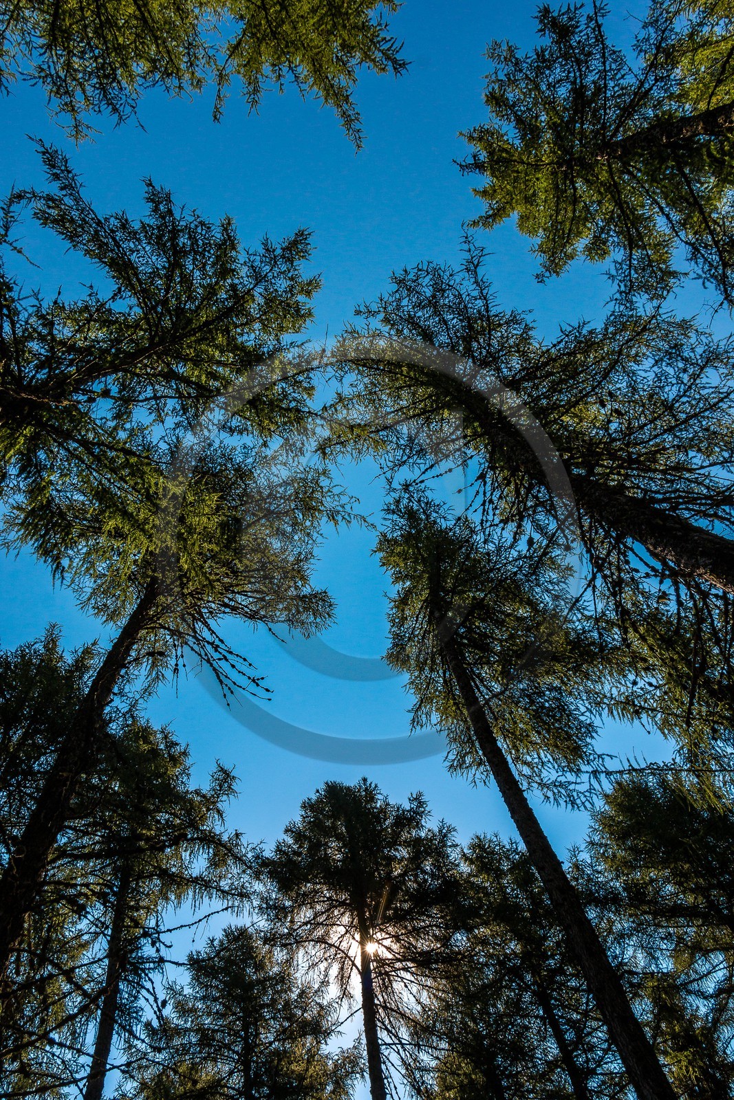 Les Monges, forêt domaniale des Monges