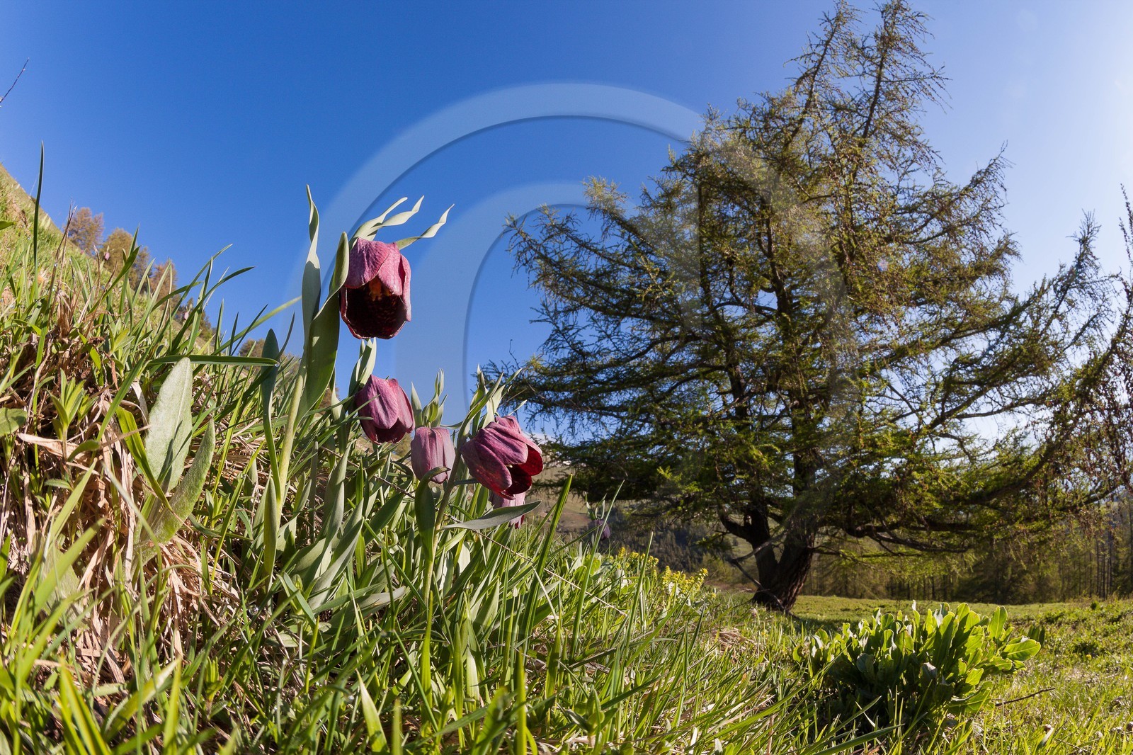 Fritillaire du Dauphiné , Fritillaria tubiformis