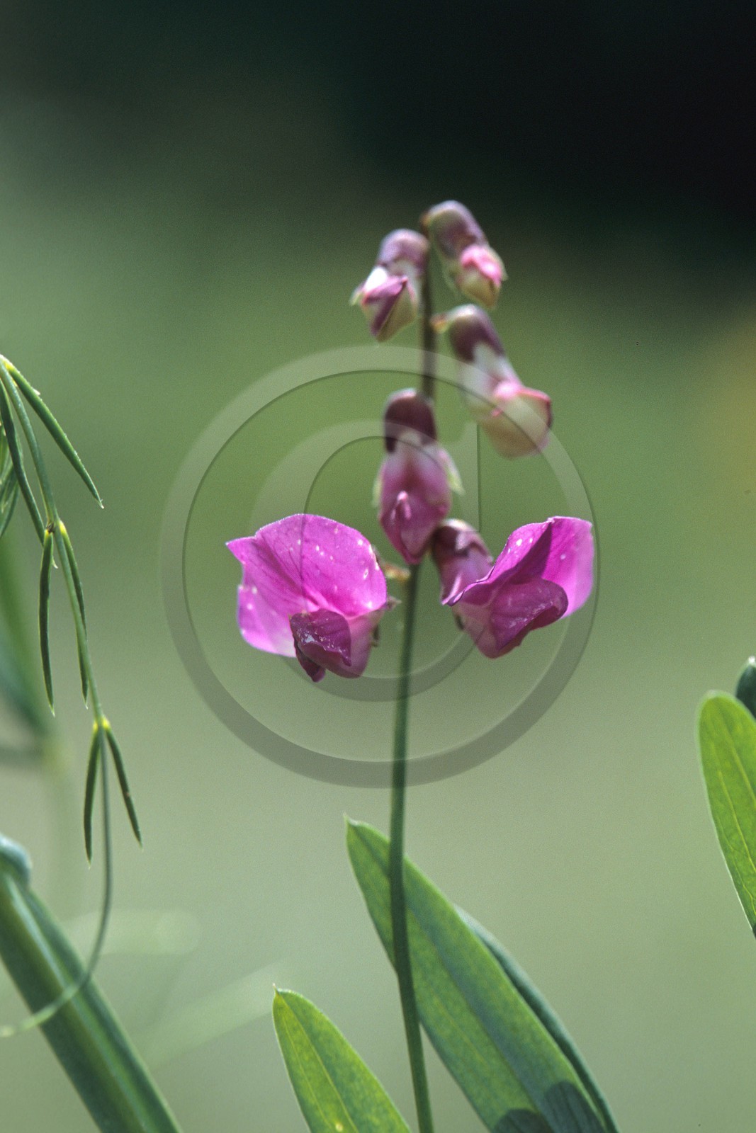 Gesse des marais (Lathyrus palustris)