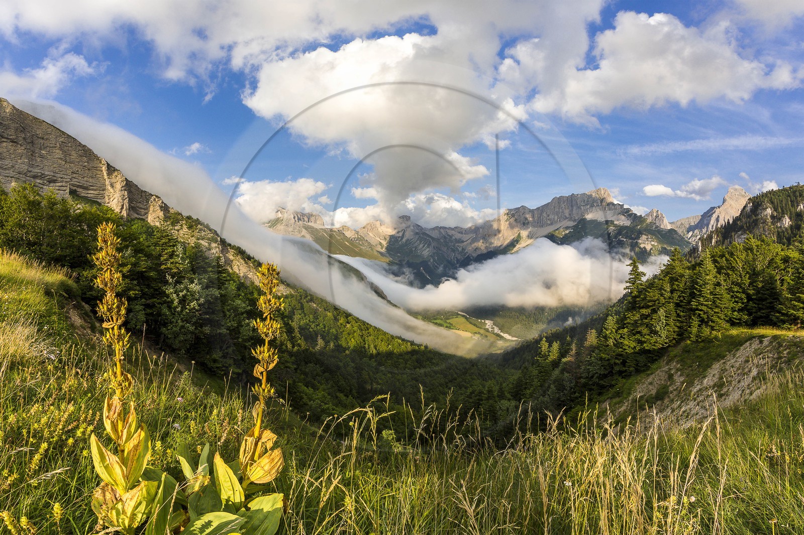 vallon de La Jarjatte, Col de Priau, gentiane jaune (gentiana lutea)