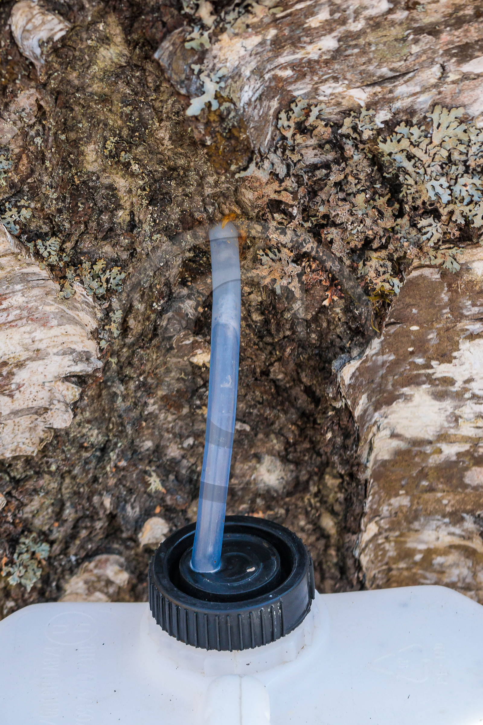 Récolte de sève de bouleau Récolte de sève de bouleau