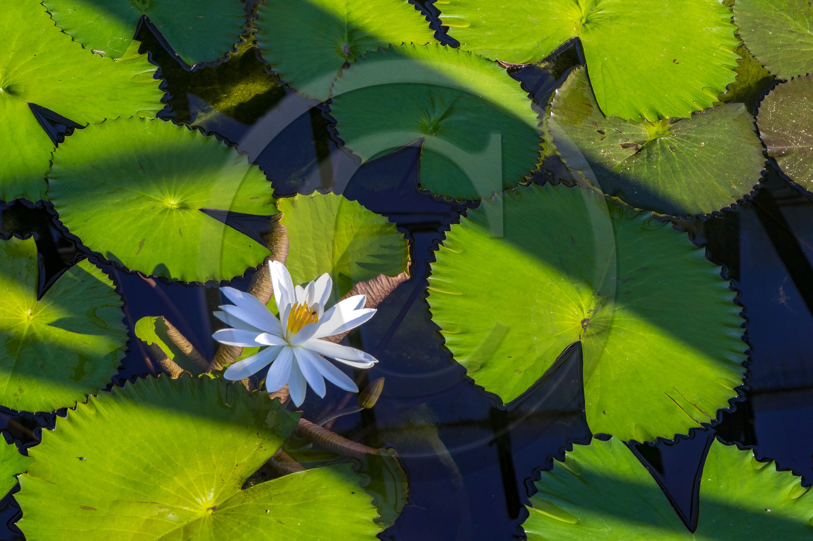 Serre au nénuphars géants,  Victoria Amazonica Serre au nénuphars géants,  Victoria Amazonica