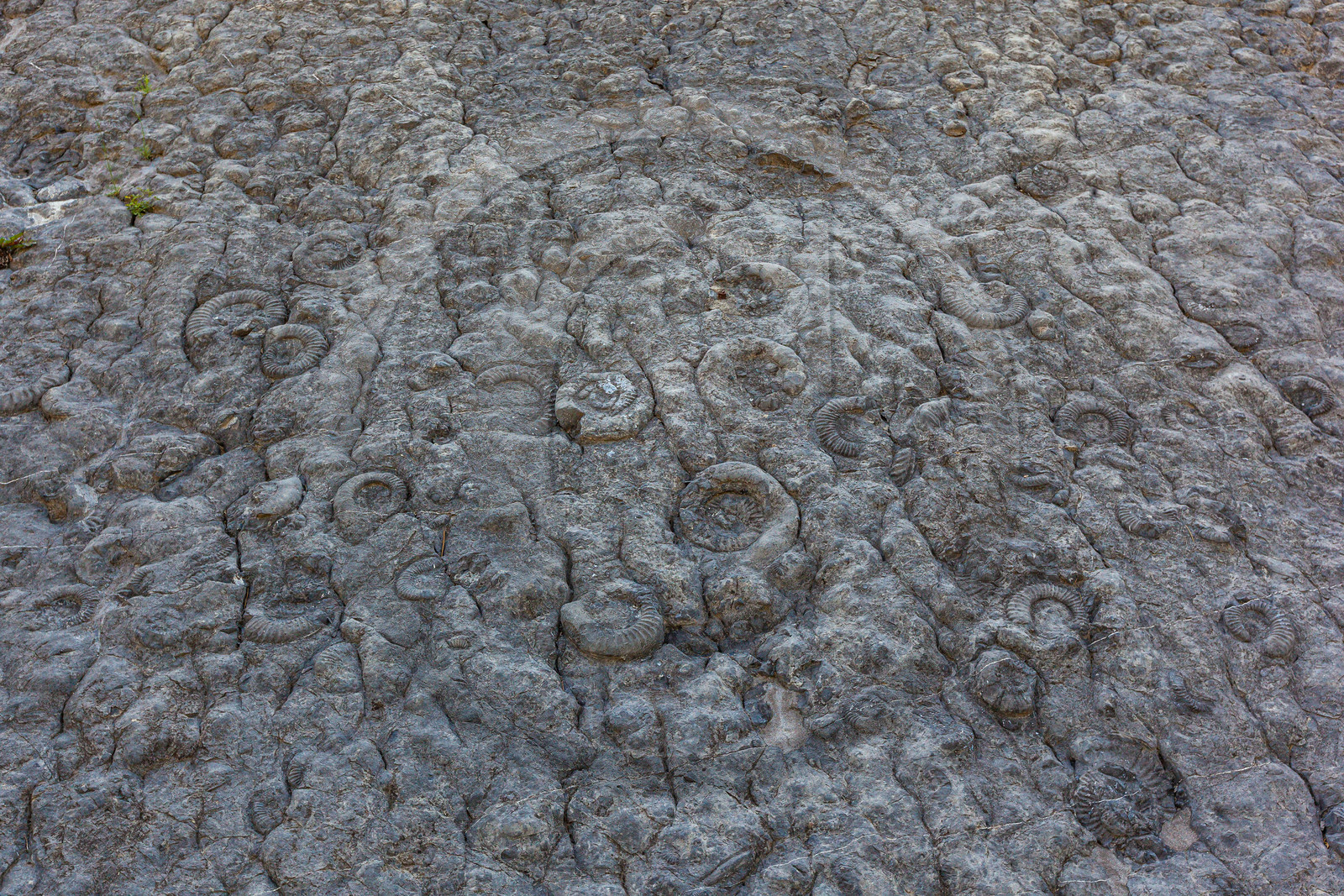 Dalle à ammonites