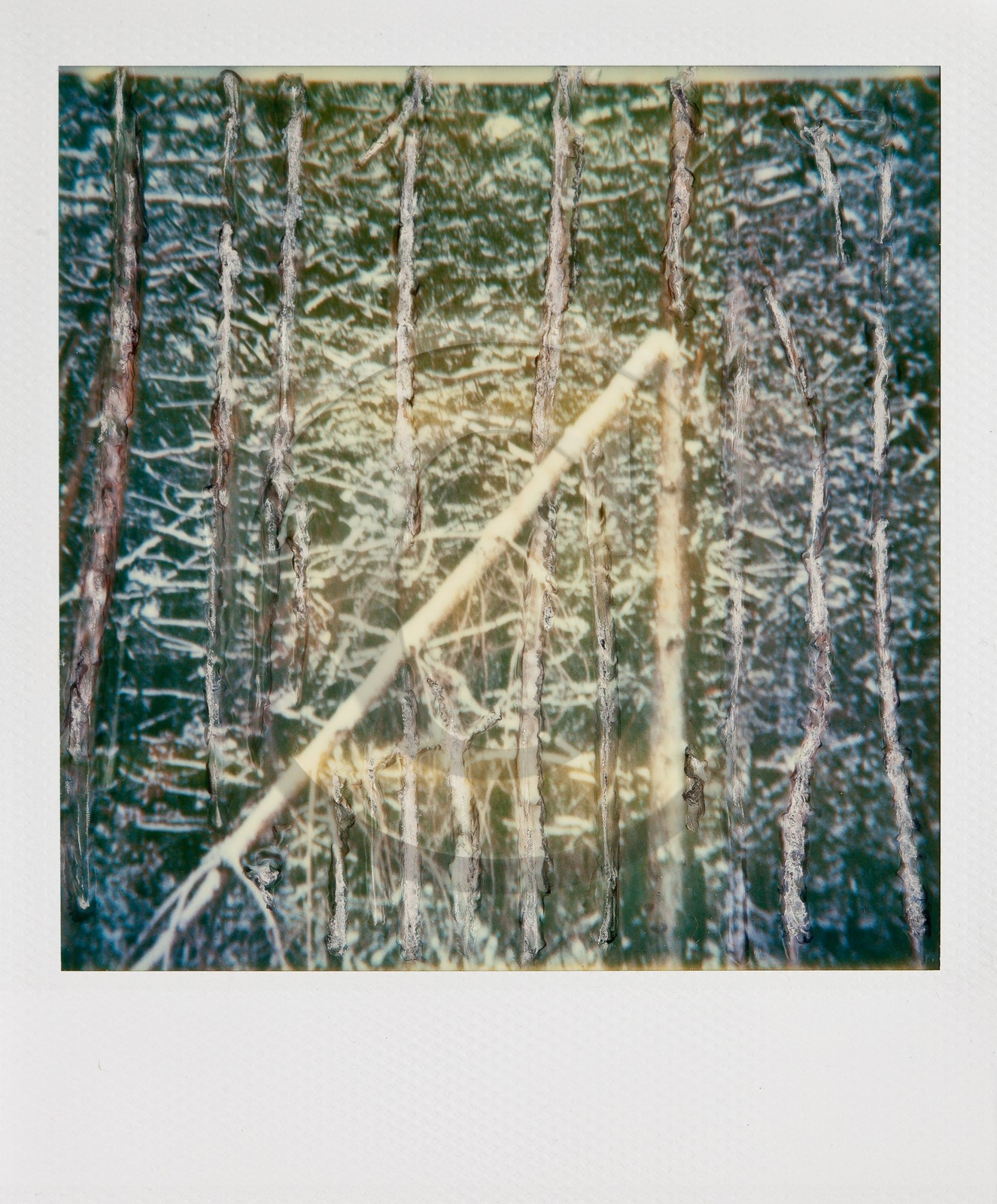 Exposition Arbres et petites forêts, éloge de la biodiversité Exposition Arbres et petites forêts, éloge de la biodiversité