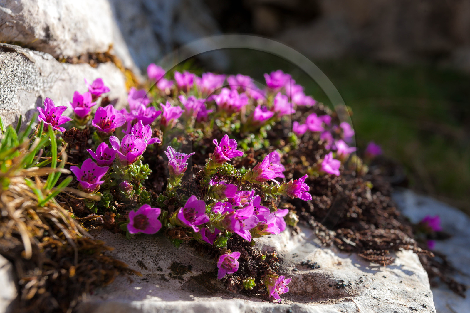 Saxifrage à feuilles opposées Saxifrage à feuilles opposées