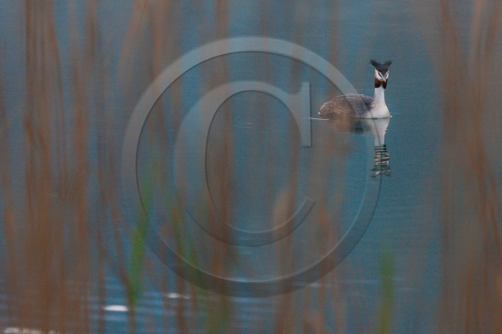 Réserve naturelle du Bout du Lac d'Annecy, roselière et Grèbe huppé (Podiceps cristatus)