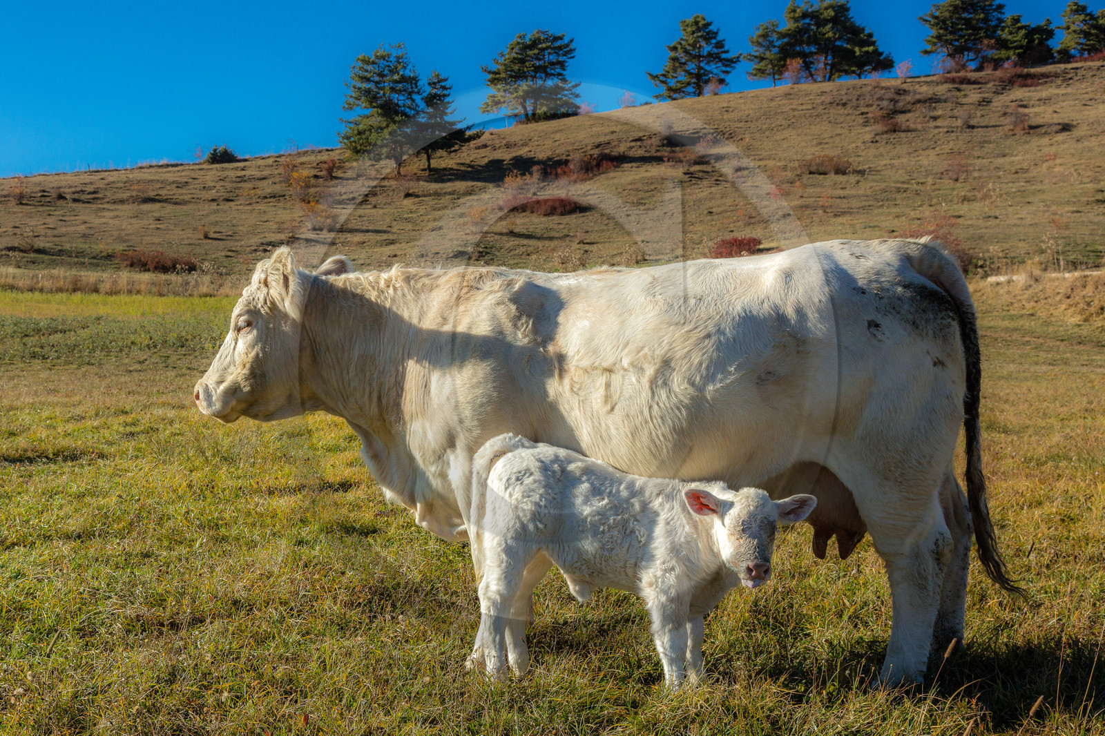 Ferme de Sauron, Laure Marcellin