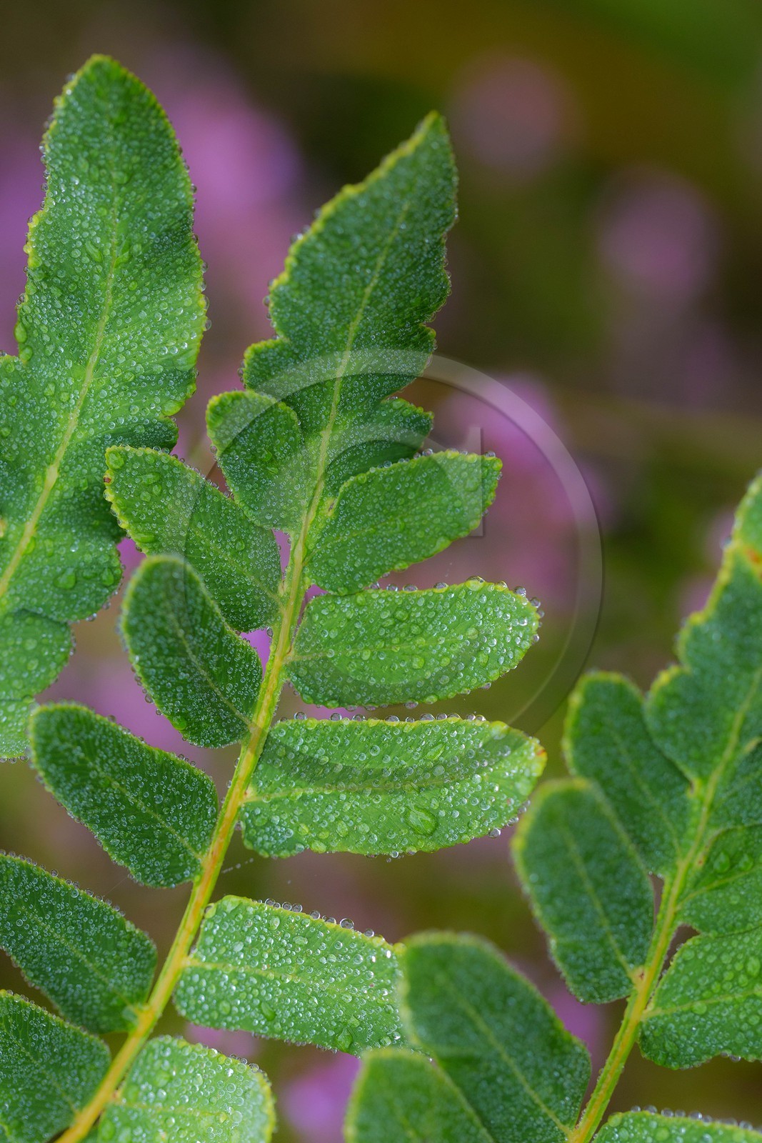 ENS de l'Isère, Tourbière des Planchettes, Osmonde royale (Osmunda regalis) ENS de l'Isère, Tourbière des Planchettes, Osmonde royale (Osmunda regalis)