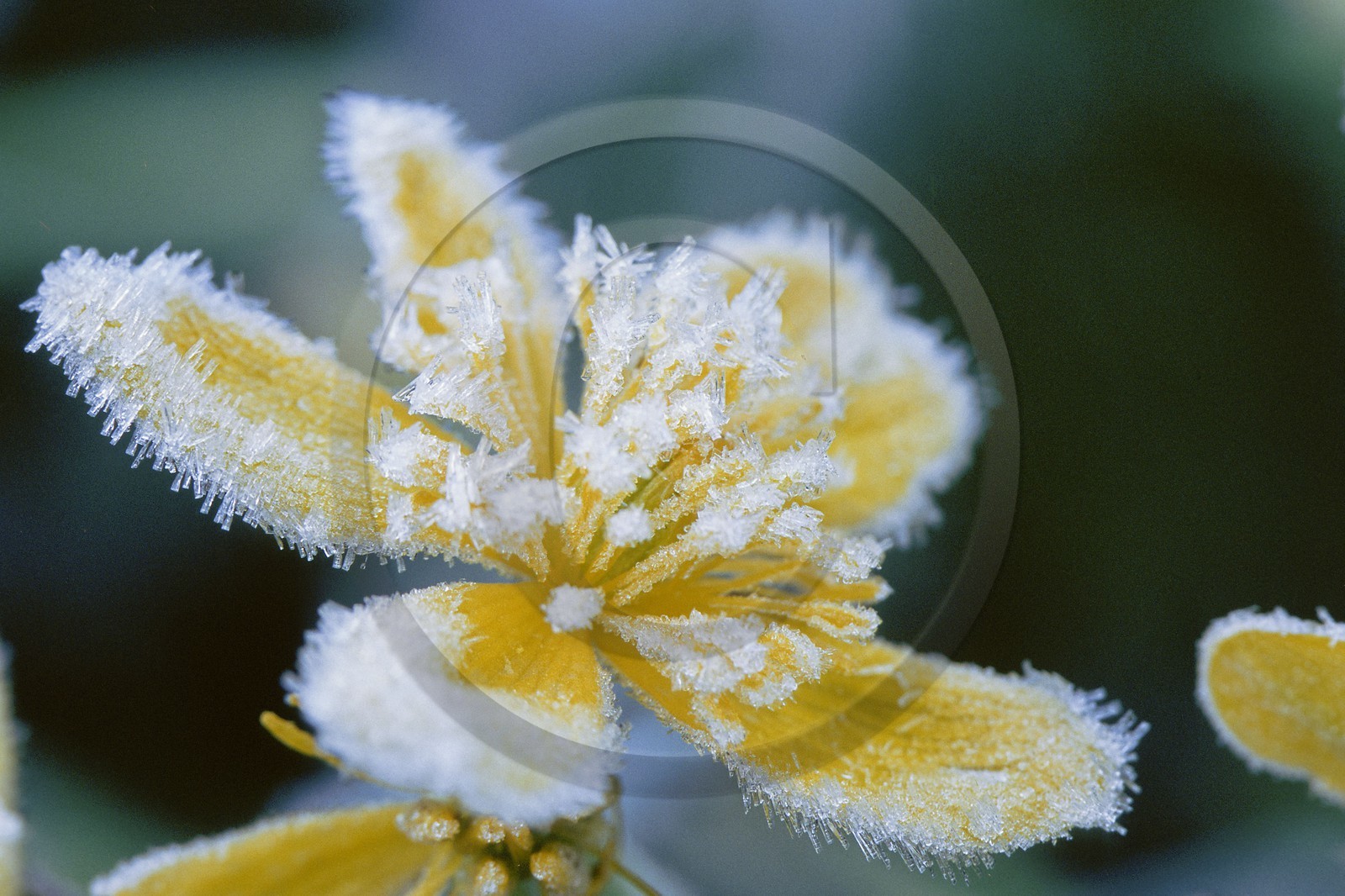 Populage des marais, Caltha palustris