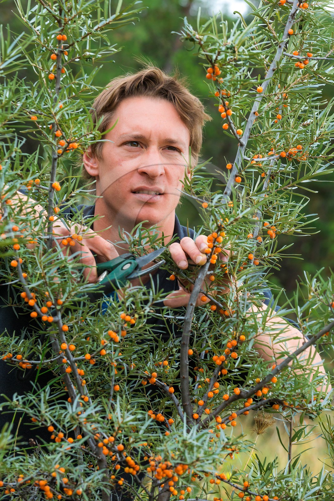 David Viveau agriculteur, producteur de baies d'argousier