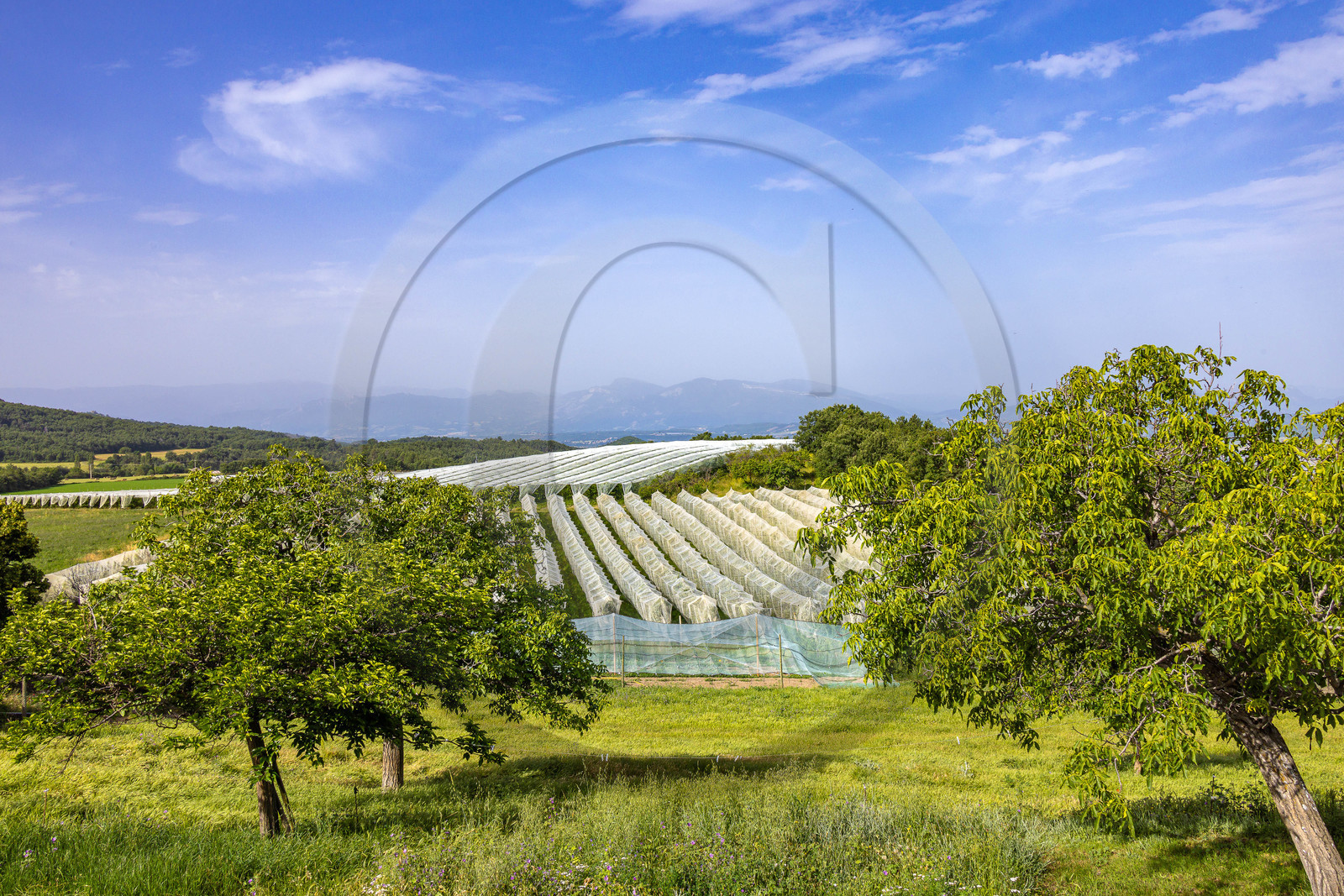 Melve, Gaec de la Maurelle Melve, Gaec de la Maurelle