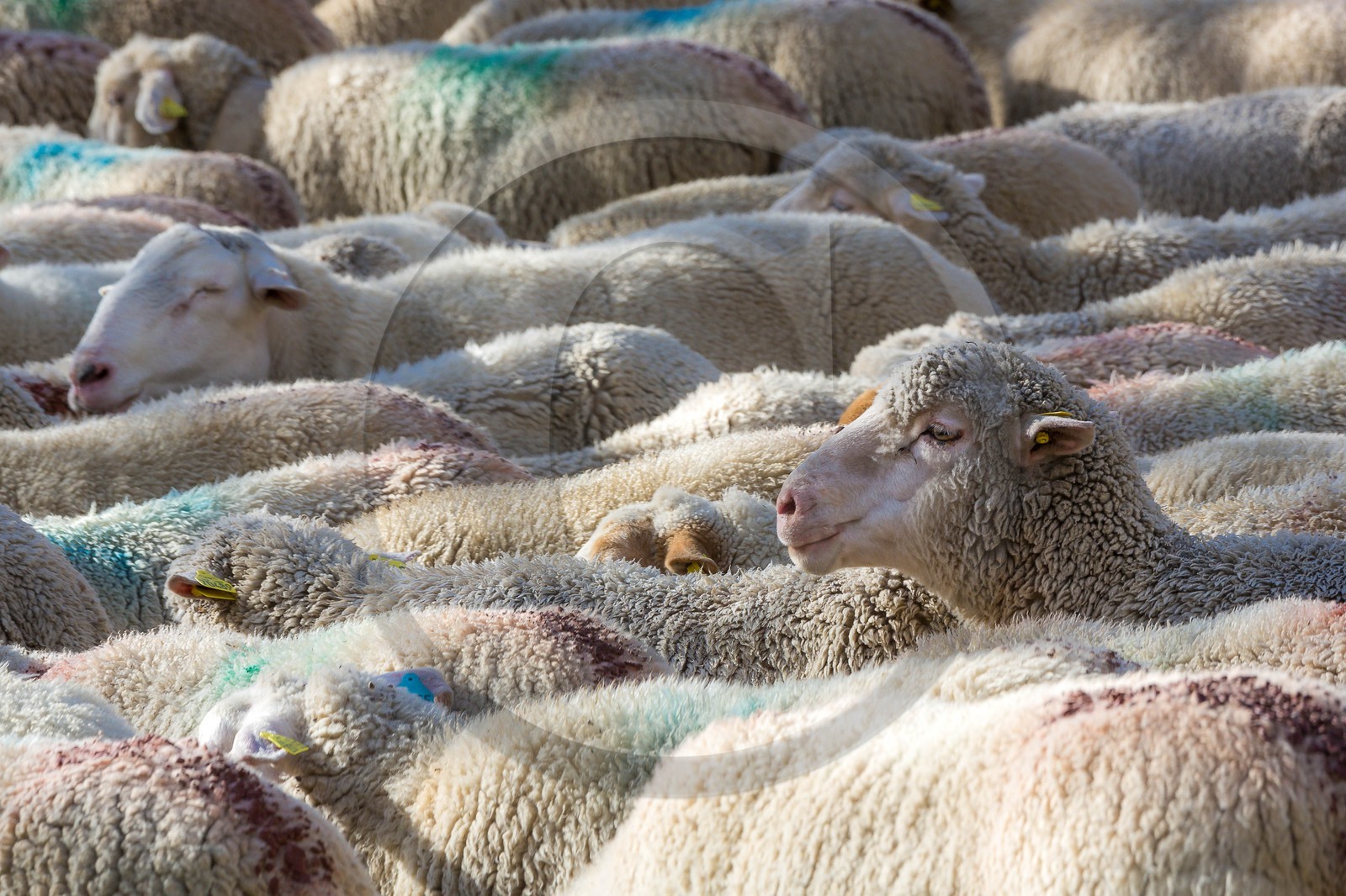 Le Désert, désenmontagnage