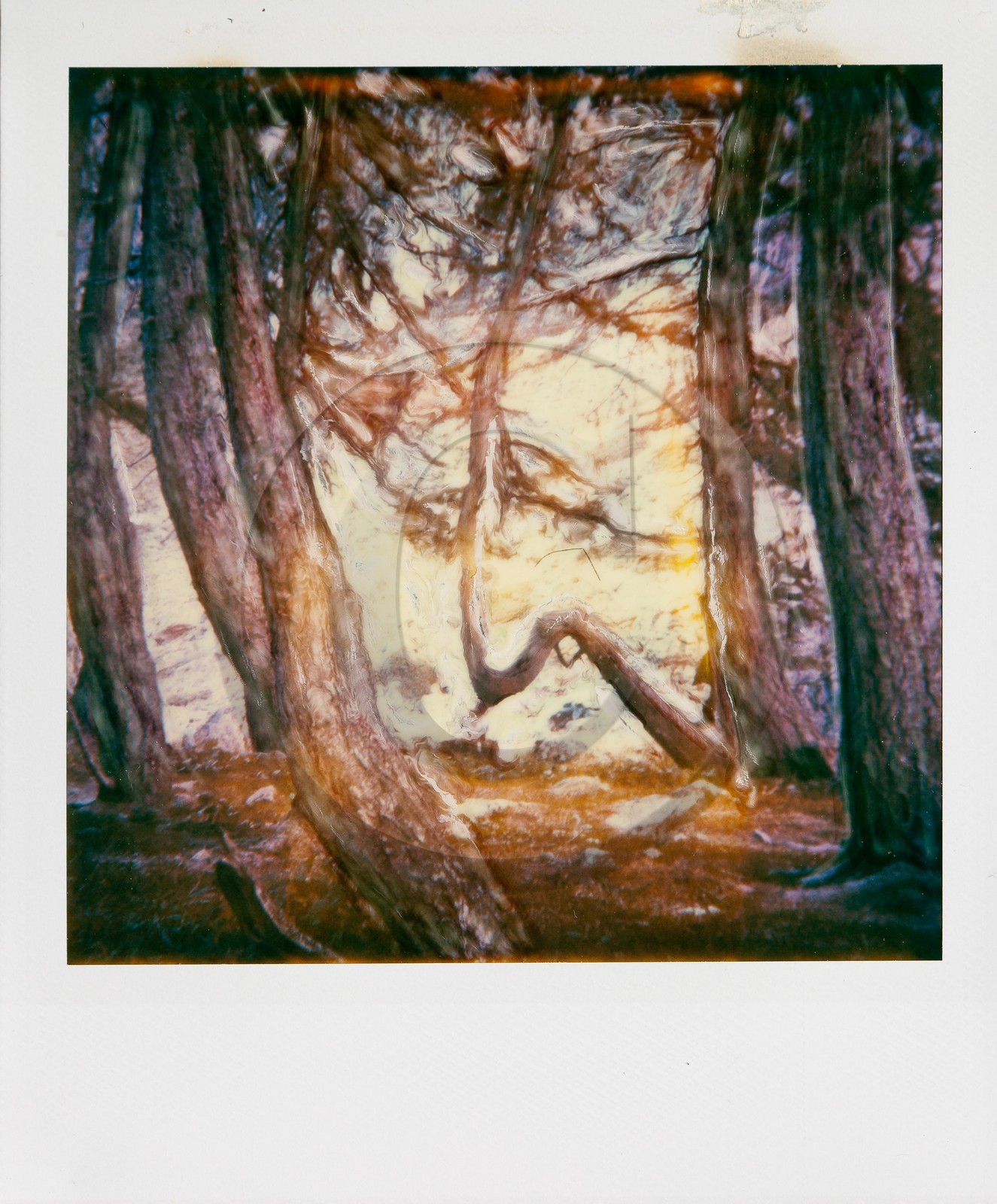 Exposition Arbres et petites forêts, éloge de la biodiversité