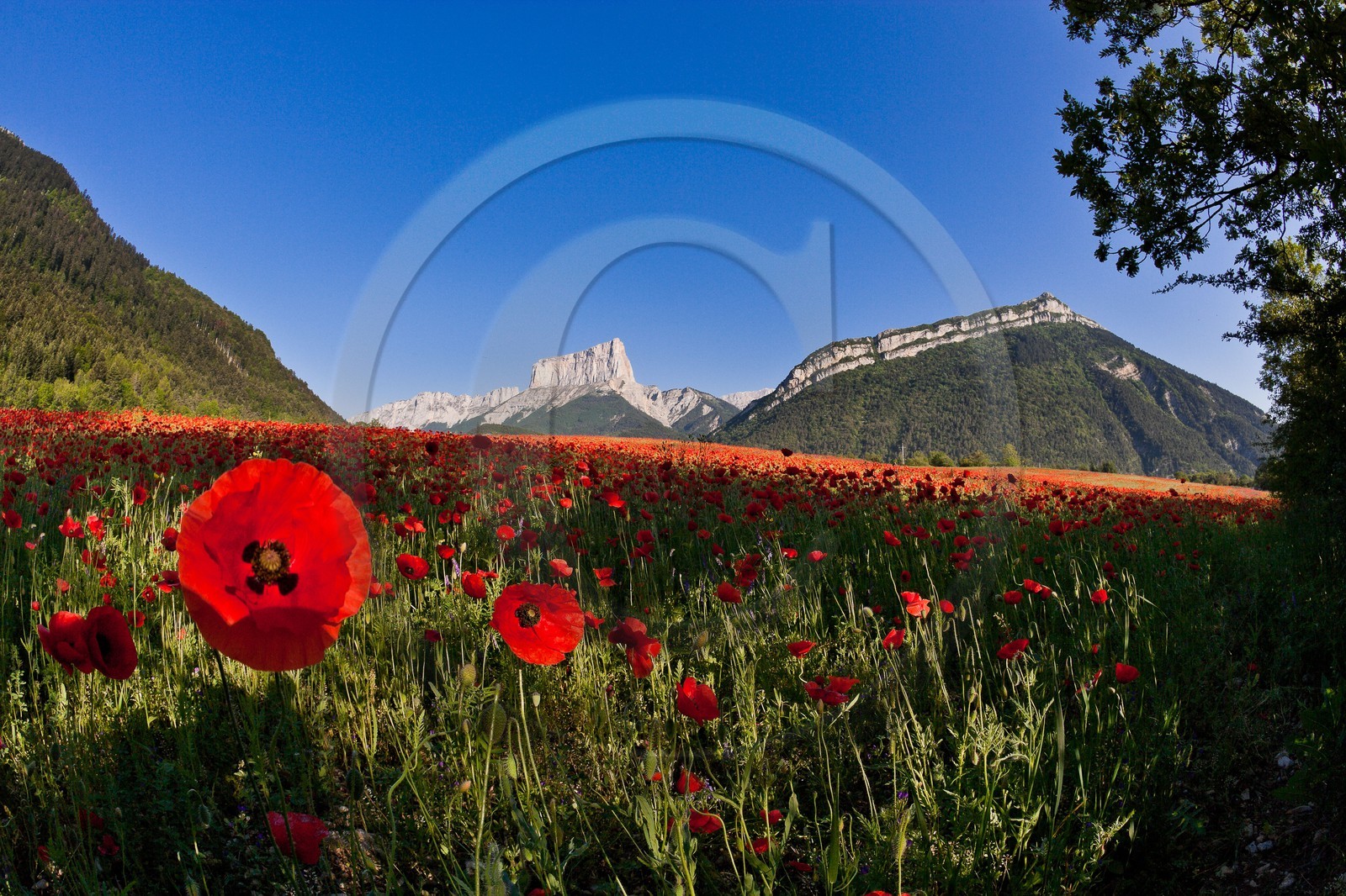 Trièves, le Mont-Aiguille