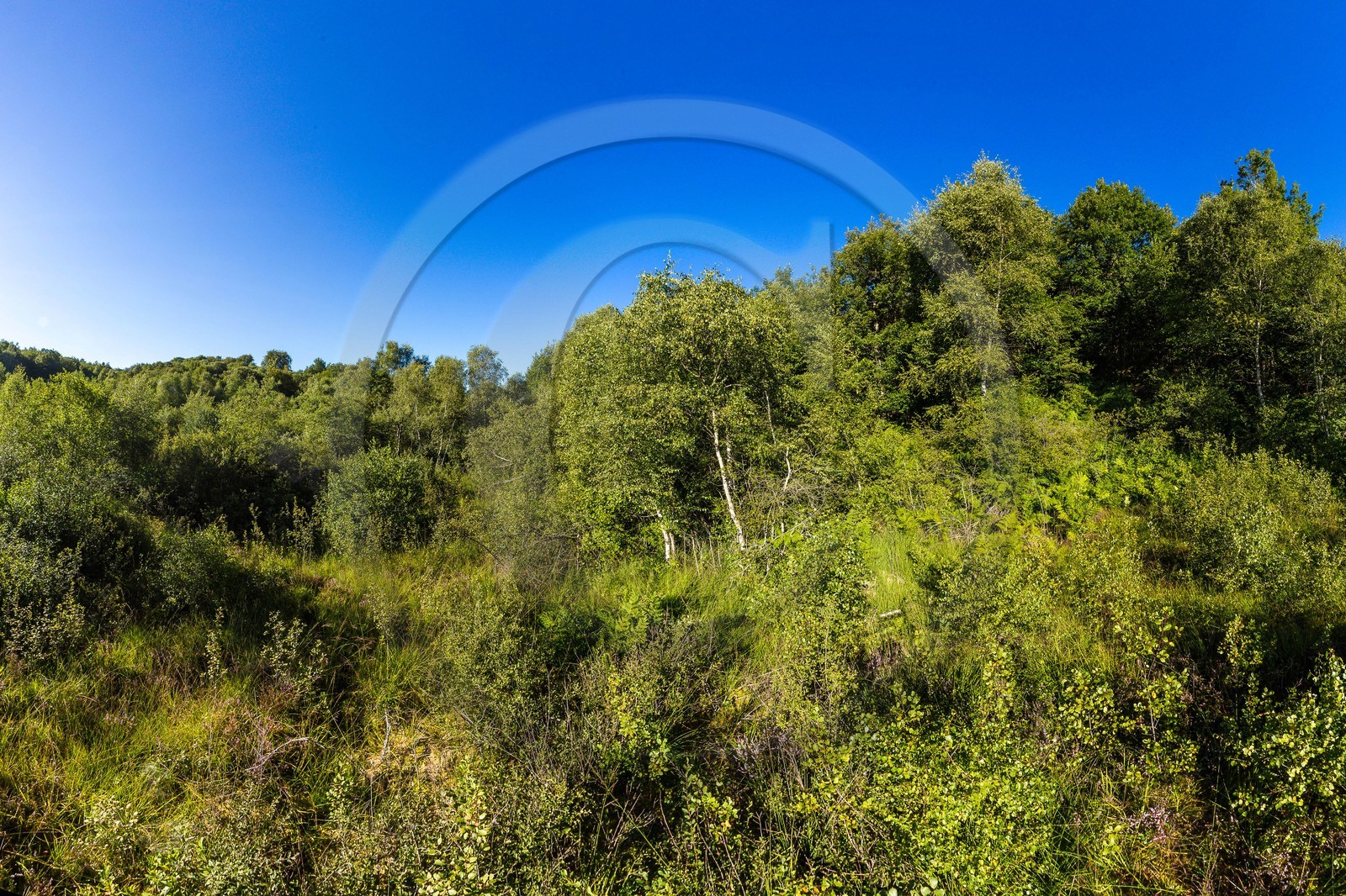 ENS de l'Isère, Tourbière des Planchettes
