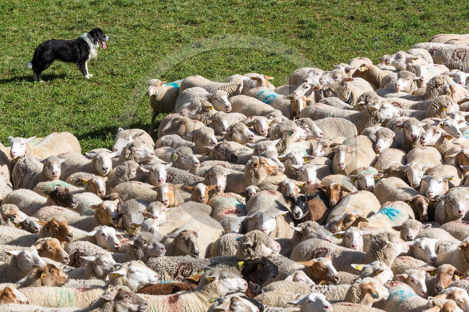 Le Désert, désenmontagnage