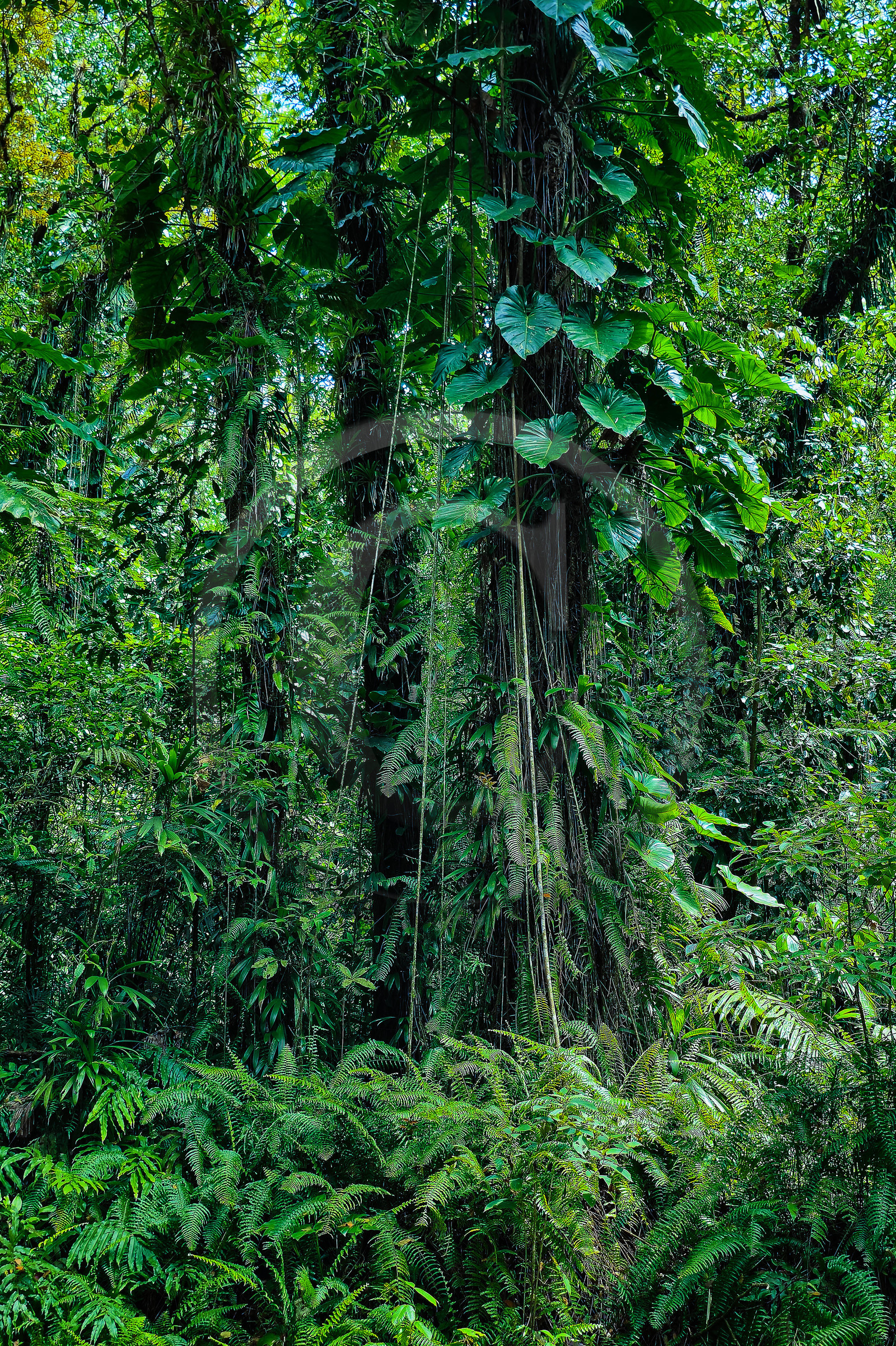 Forêt tropicale, Parc national de la Guadeloupe Forêt tropicale, Parc national de la Guadeloupe