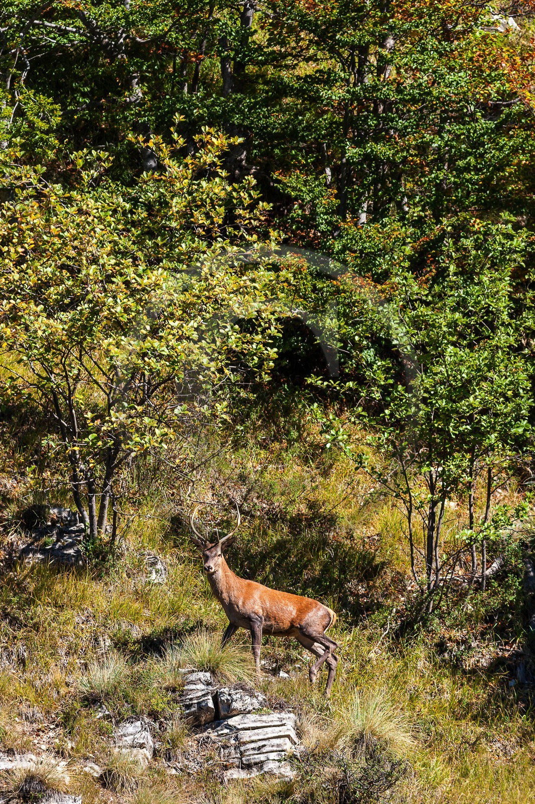 Cerf élaphe