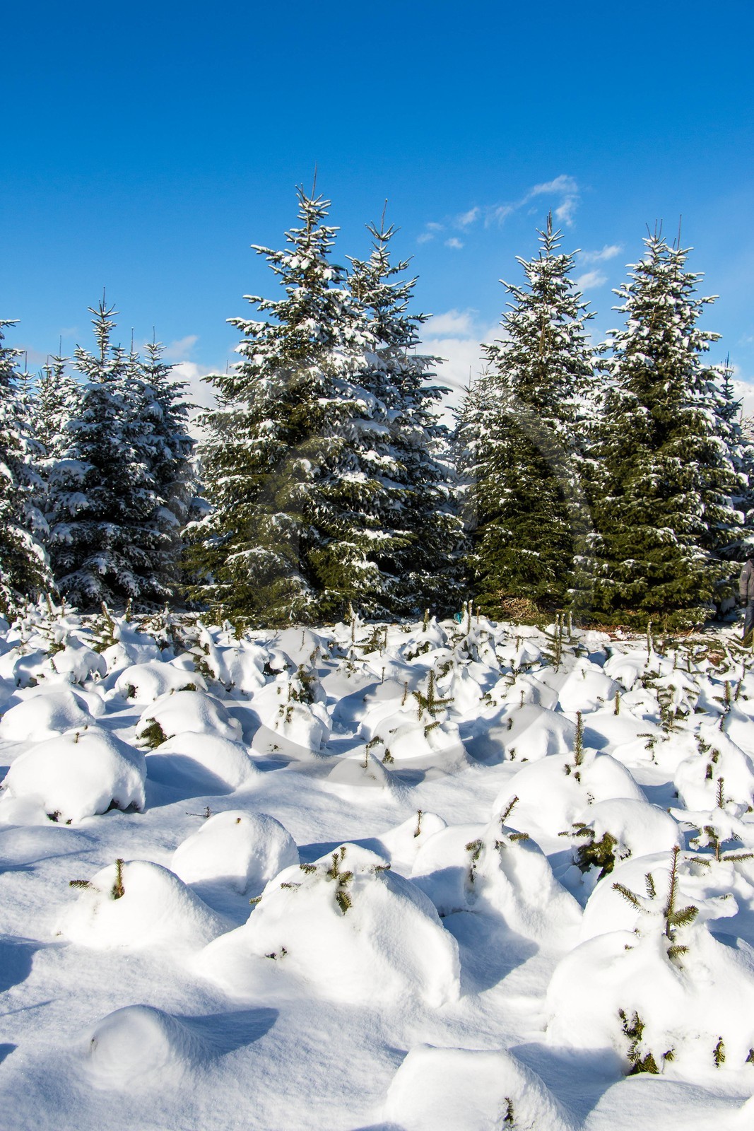 Pépinière Robin, producteur de sapin de Noël