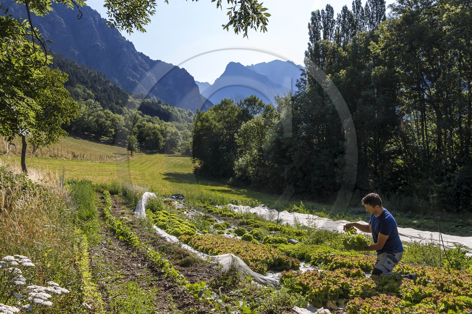 Vallée du Champsaur, Joubert Eric, maraîcher
