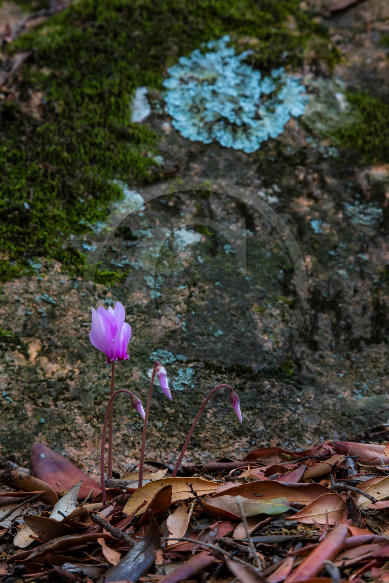 Calanche de Piana Calanche de Piana