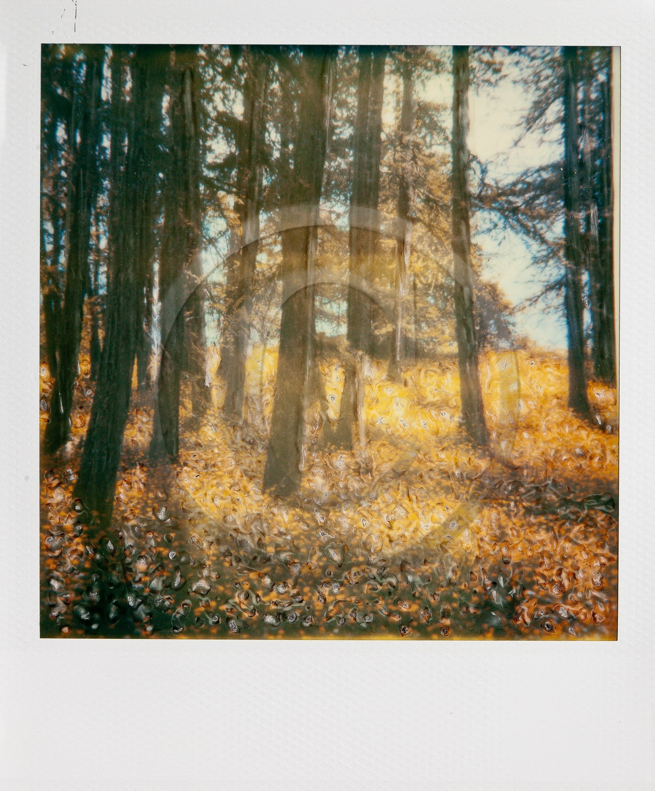 Exposition Arbres et petites forêts, éloge de la biodiversité Exposition Arbres et petites forêts, éloge de la biodiversité