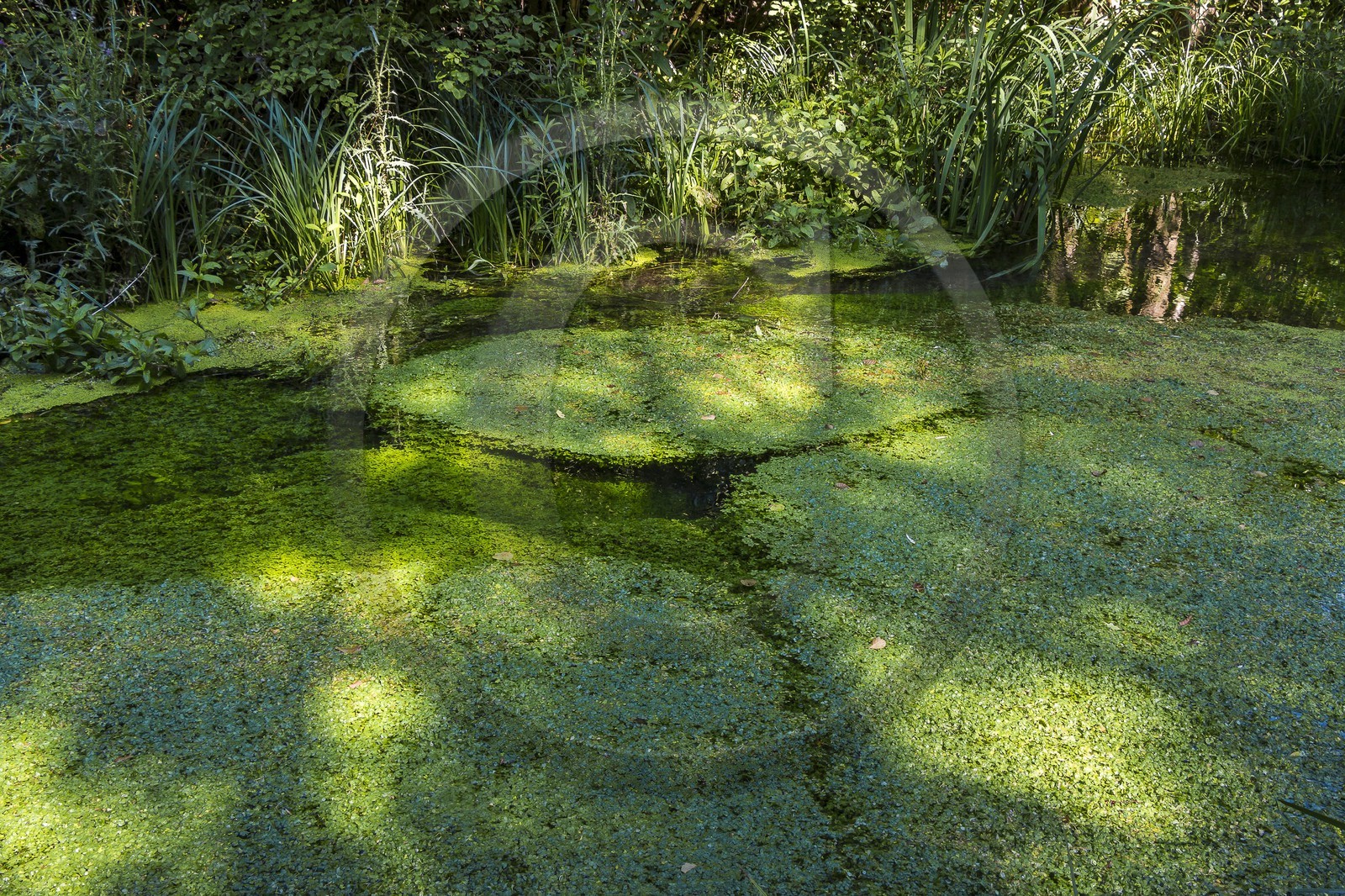 ENS de l'Isère, Prairies inondables de Pont-Évêque ENS de l'Isère, Prairies inondables de Pont-Évêque