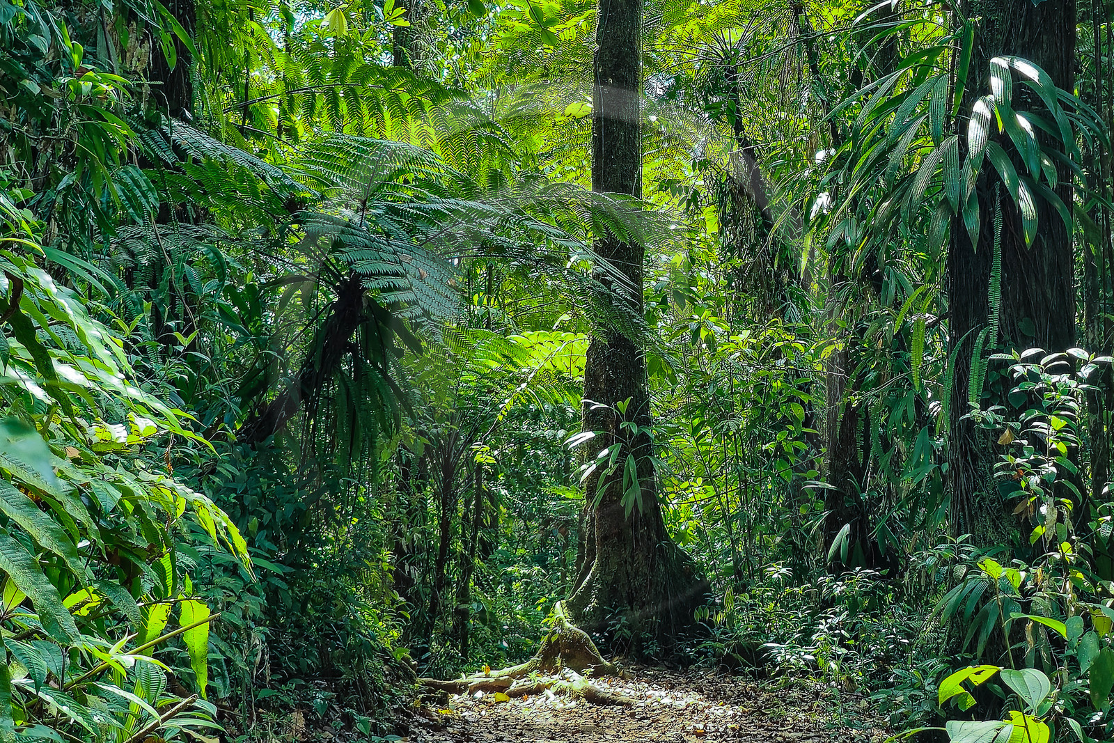 Forêt tropicale, Parc national de la Guadeloupe Forêt tropicale, Parc national de la Guadeloupe