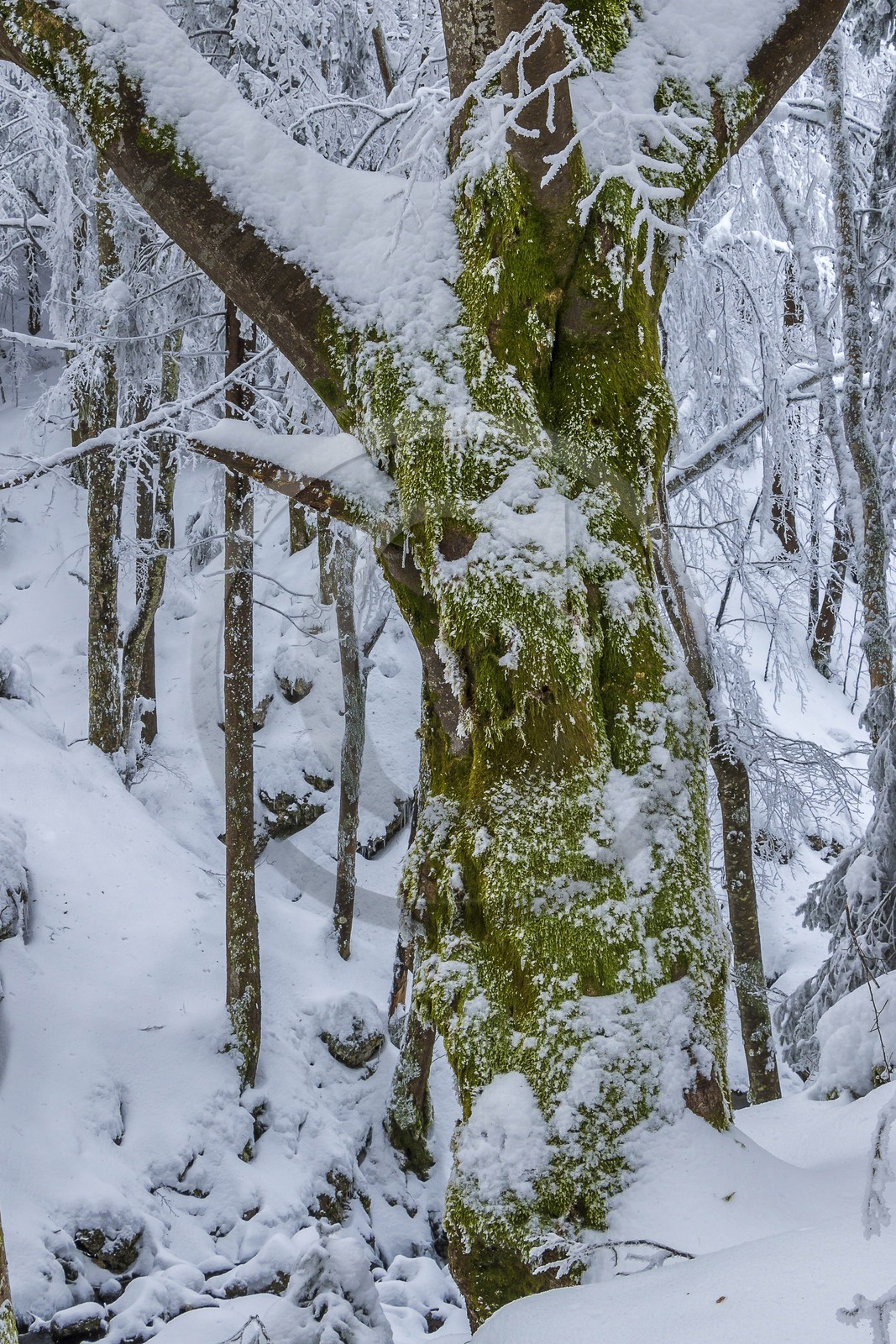 ENS de l'Isère, Les Ecouges