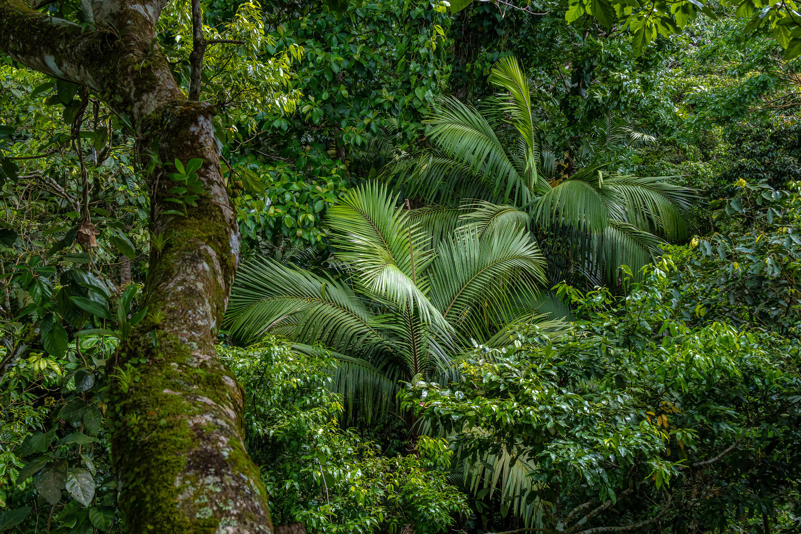 Forêt tropicale, Parc national de la Guadeloupe