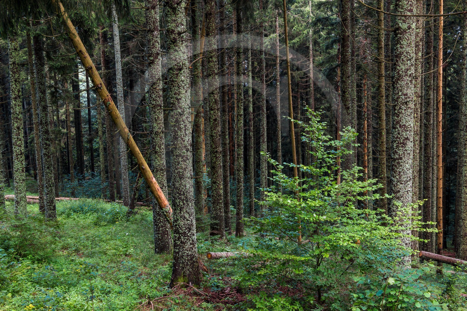 ENS de l'Isère, Les Ecouges