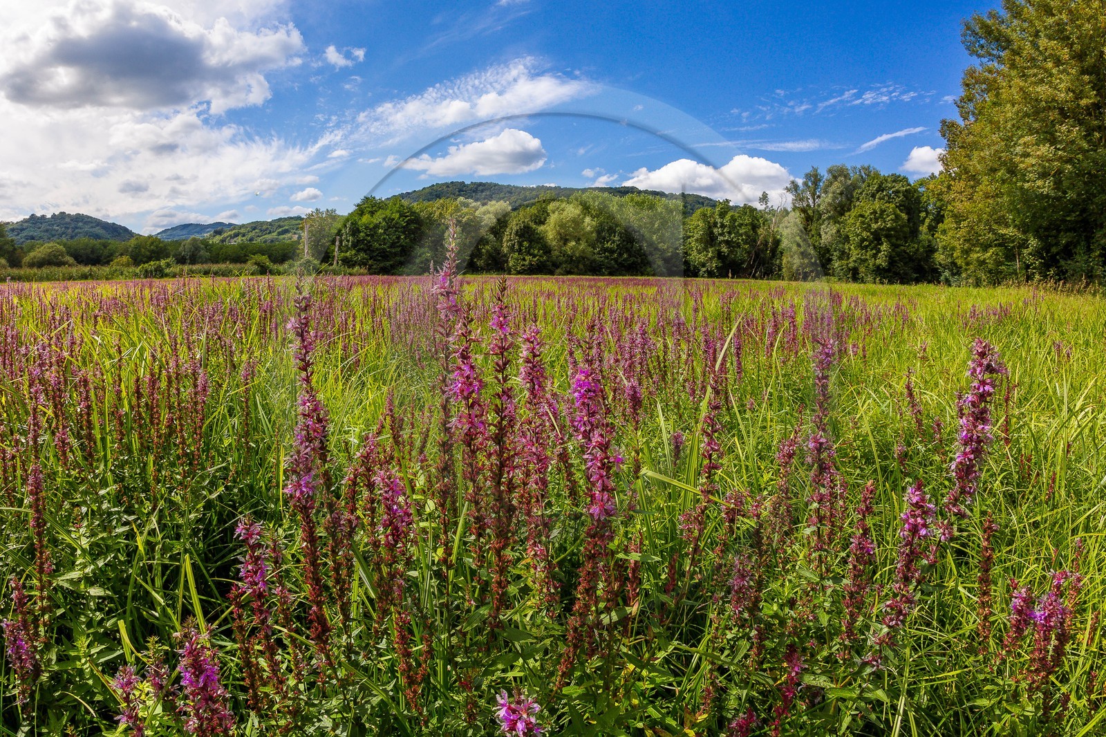 ENS de l'Isère, Boucle des Moïles ENS de l'Isère, Boucle des Moïles