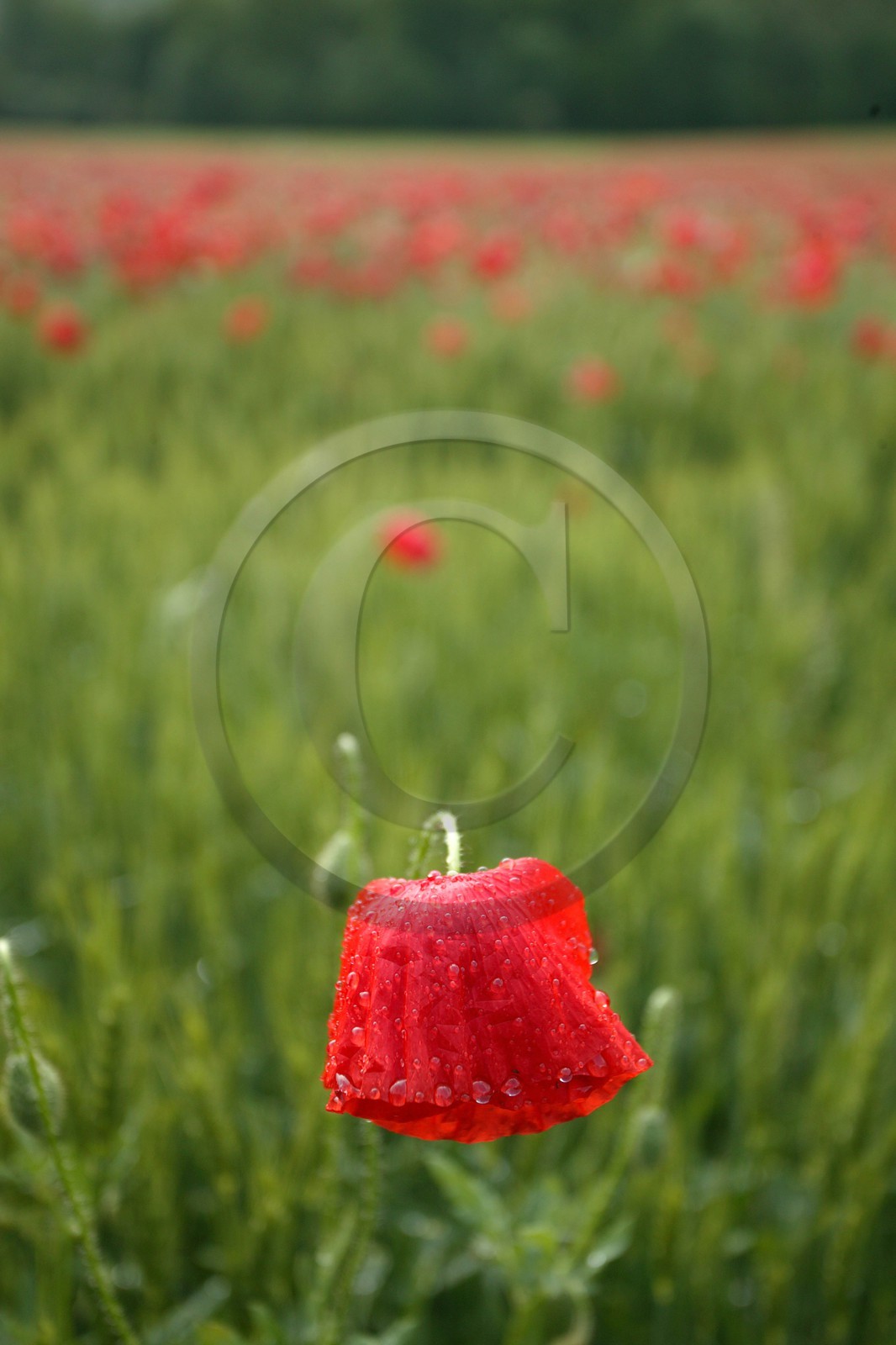 Coquelicot, Papaver rhoeas