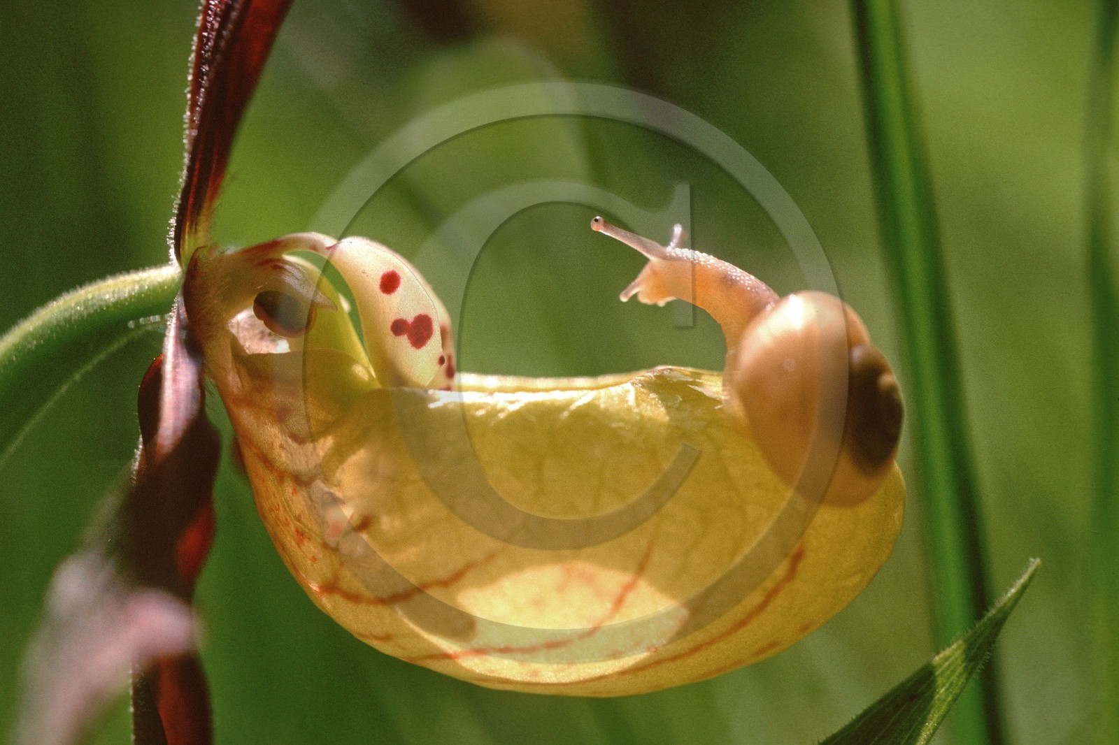 Sabot de Vénus, Cypripedium calceolus