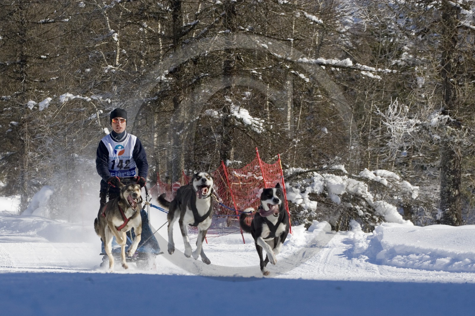 Chiens d'attelage