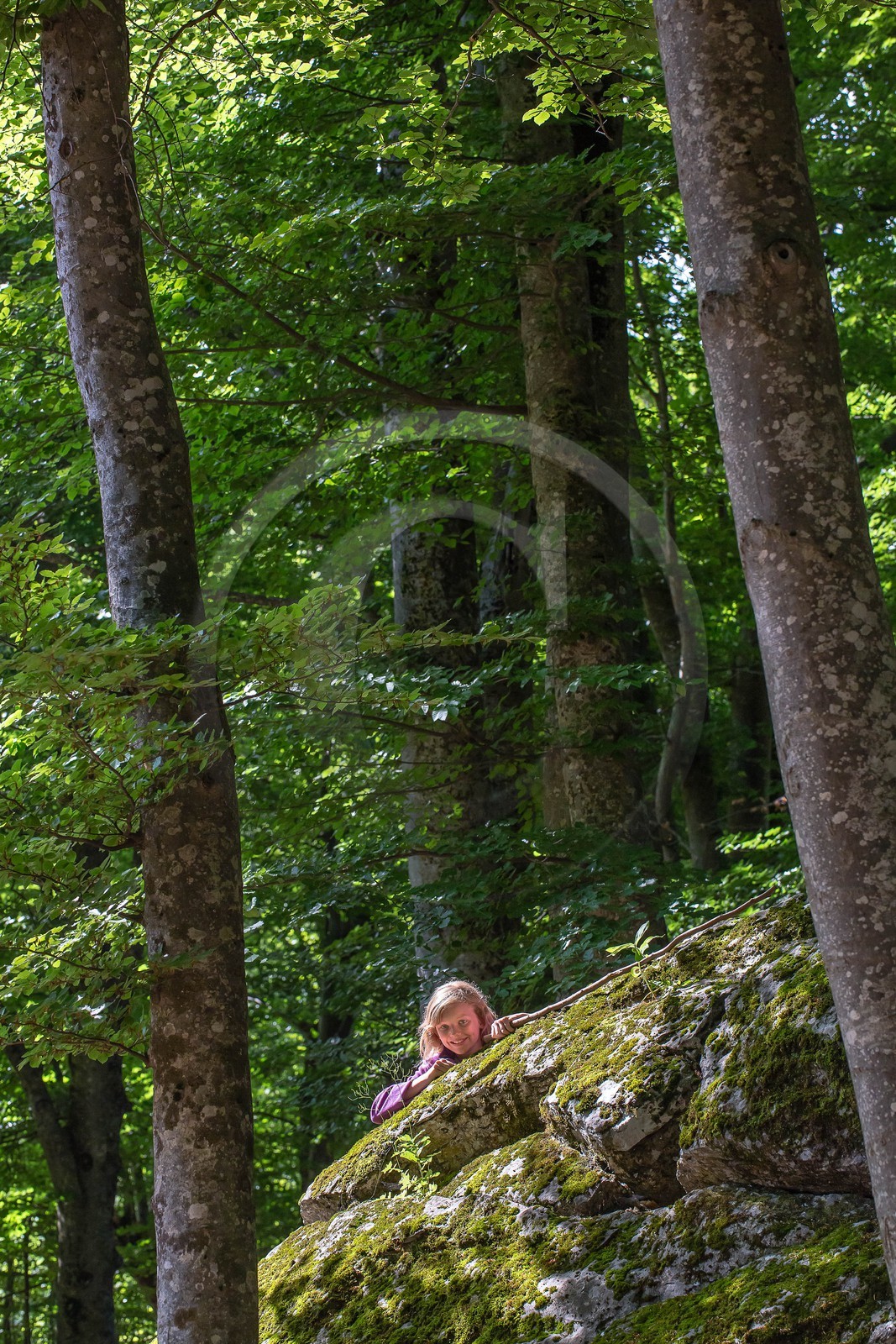 Alpes de Haute-Provence, hêtraie de Pontis Alpes de Haute-Provence, hêtraie de Pontis