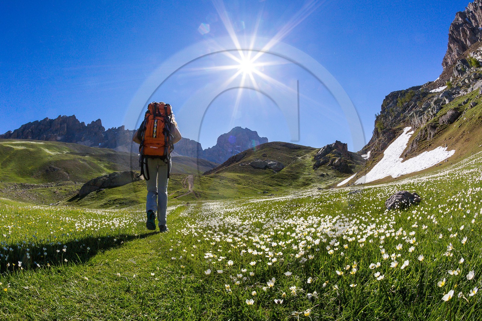 Vallon de l'Orrenaye, renoncule de kupfer, Ranunculus kuepferi